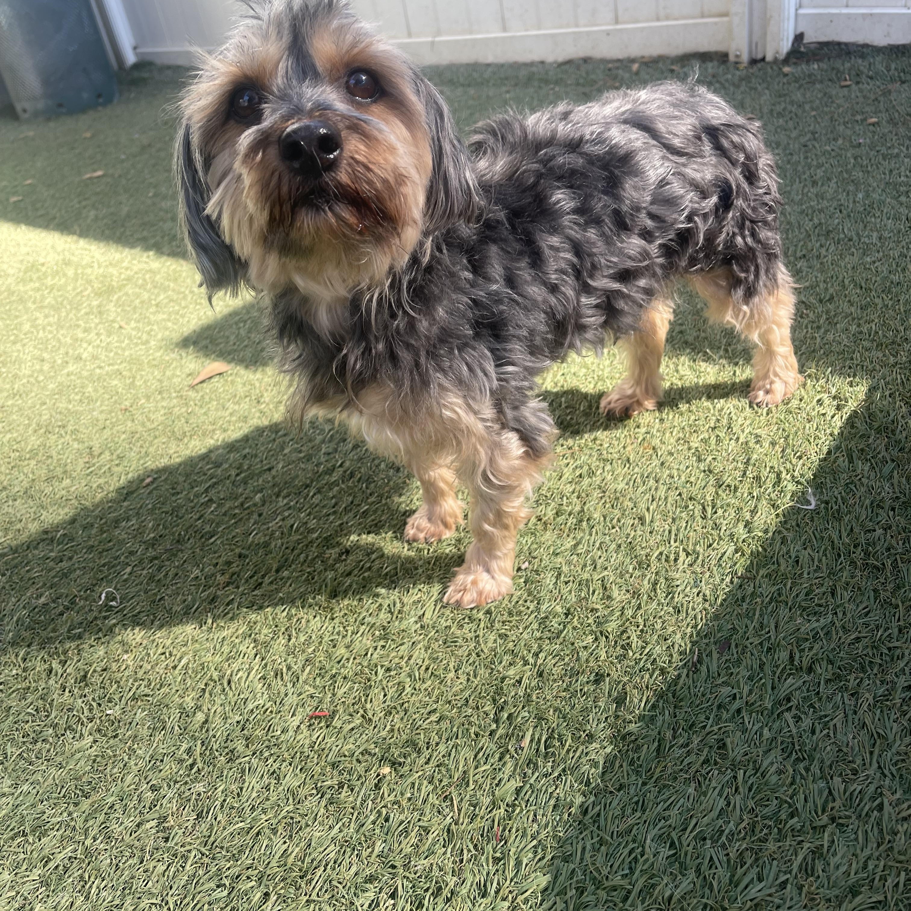 Enlarge Tucker, an adopted Yorkshire Terrier in Baton Rouge, LA image 3/5