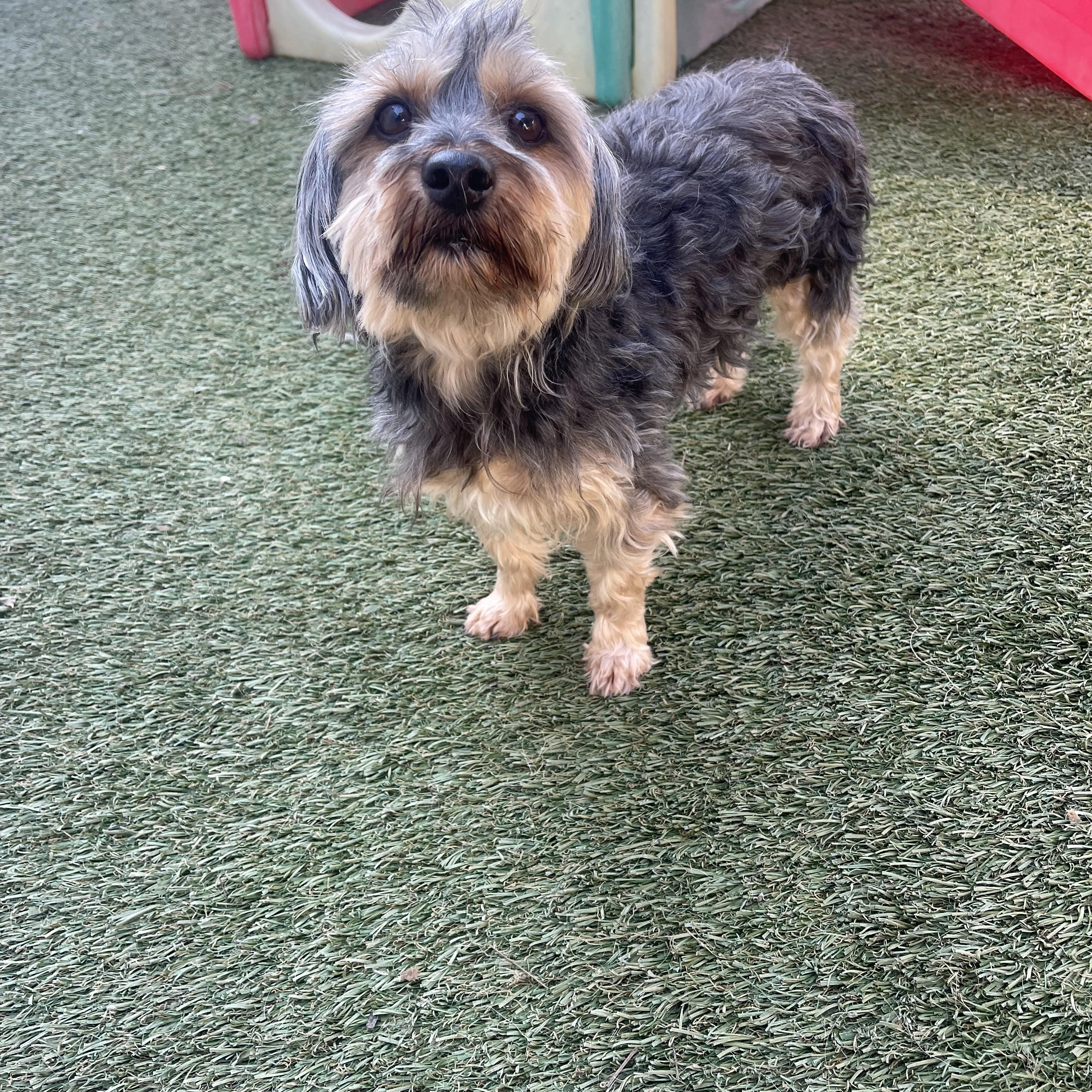 Enlarge Tucker, an adopted Yorkshire Terrier in Baton Rouge, LA image 1/5