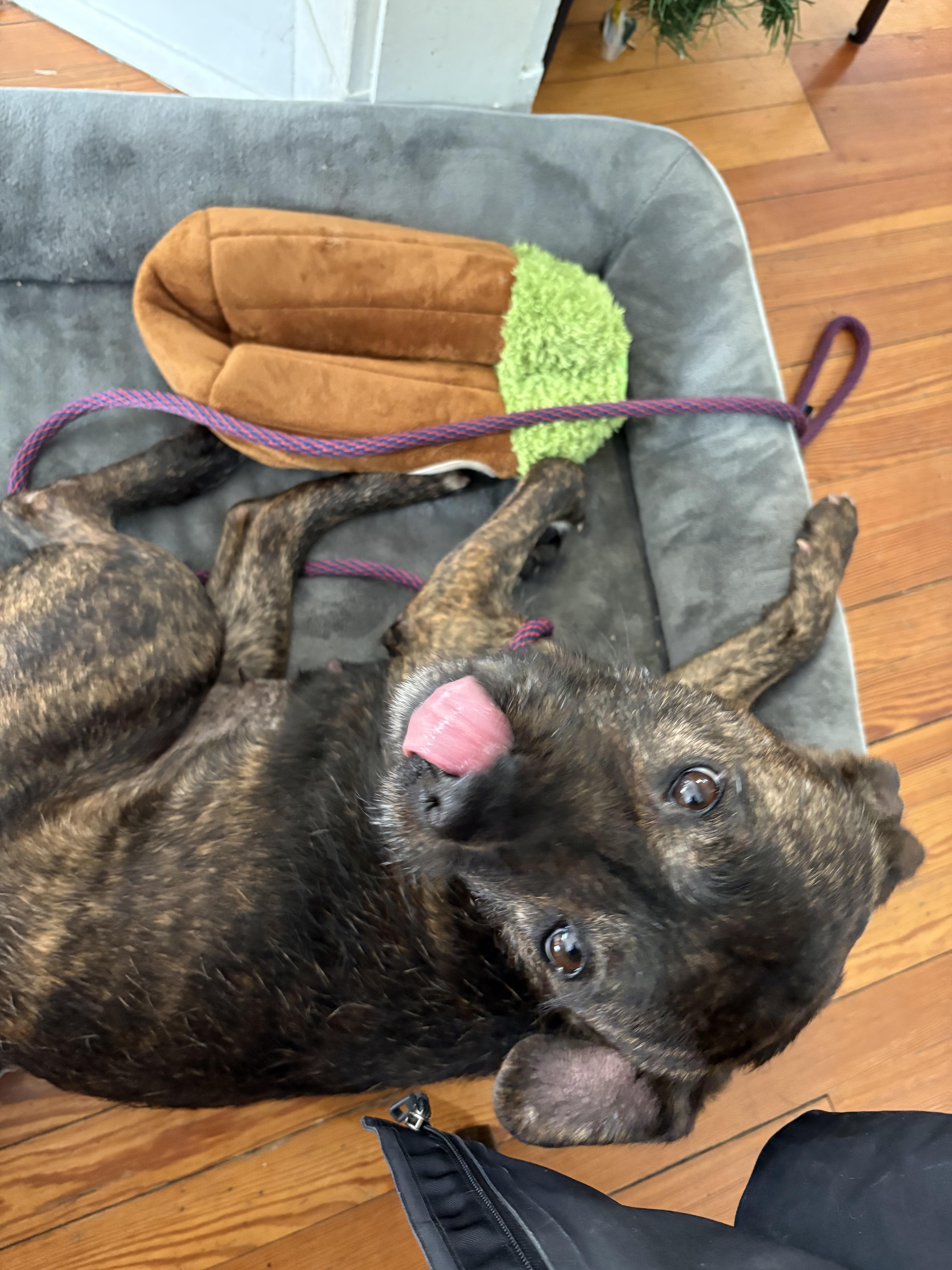 Flicker, a ADOPTABLE mixed breed in Peabody, MA image 5/5