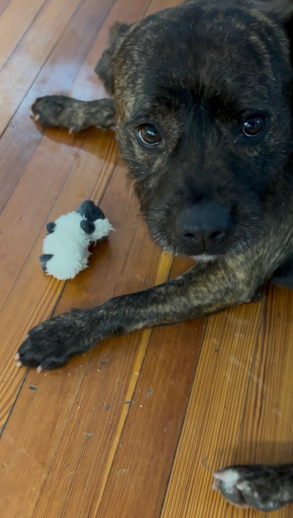 Flicker, a ADOPTABLE mixed breed in Peabody, MA image 4/5