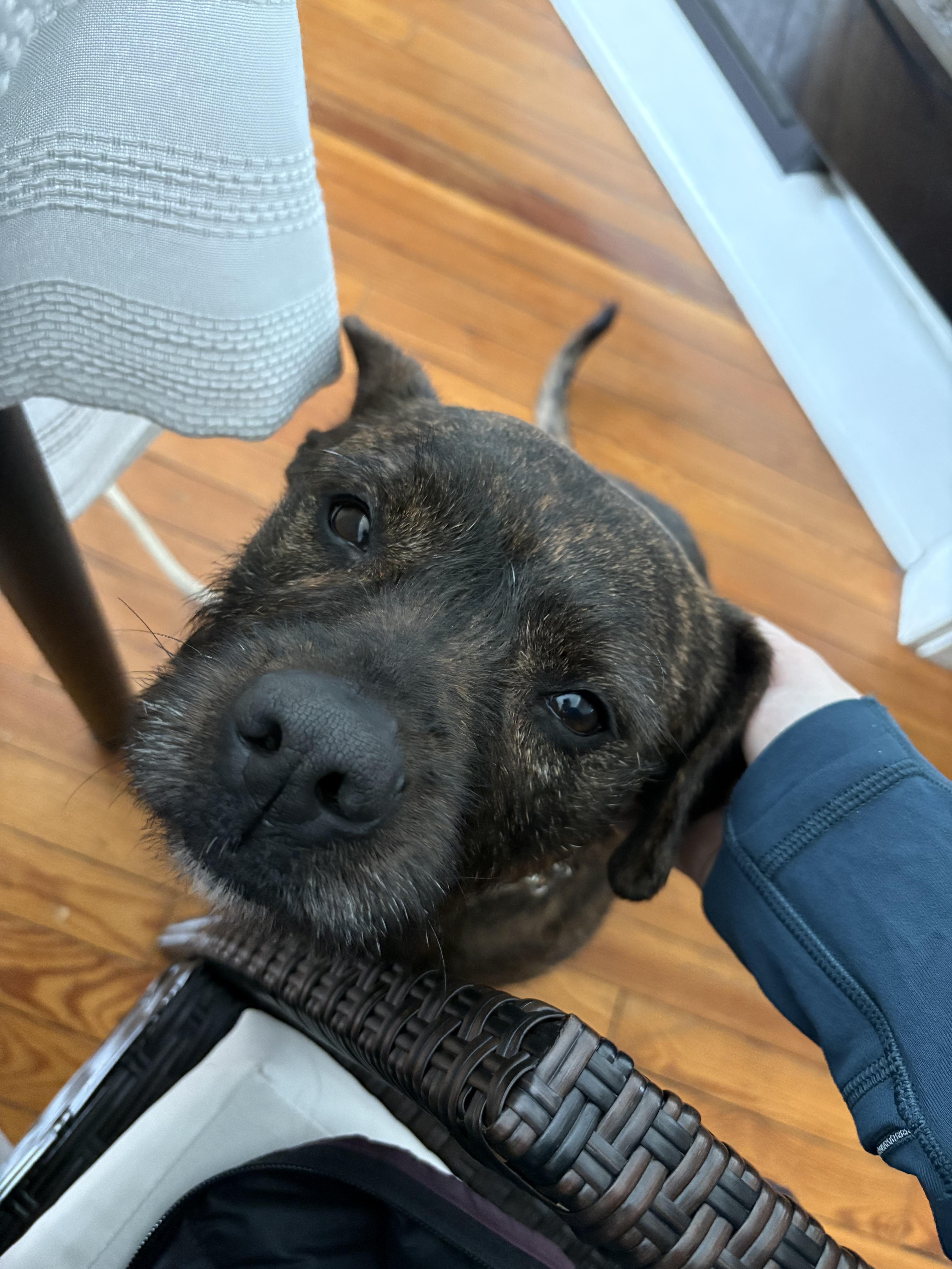 Flicker, a ADOPTABLE mixed breed in Peabody, MA image 1/5