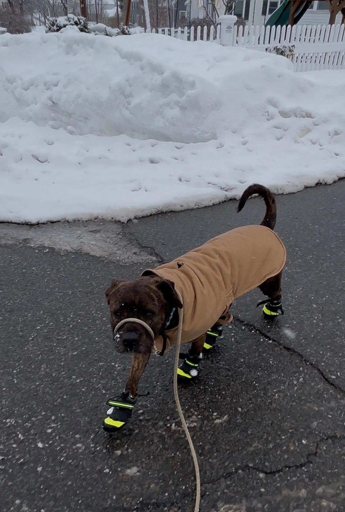 Flicker, a ADOPTABLE mixed breed in Peabody, MA image 2/5