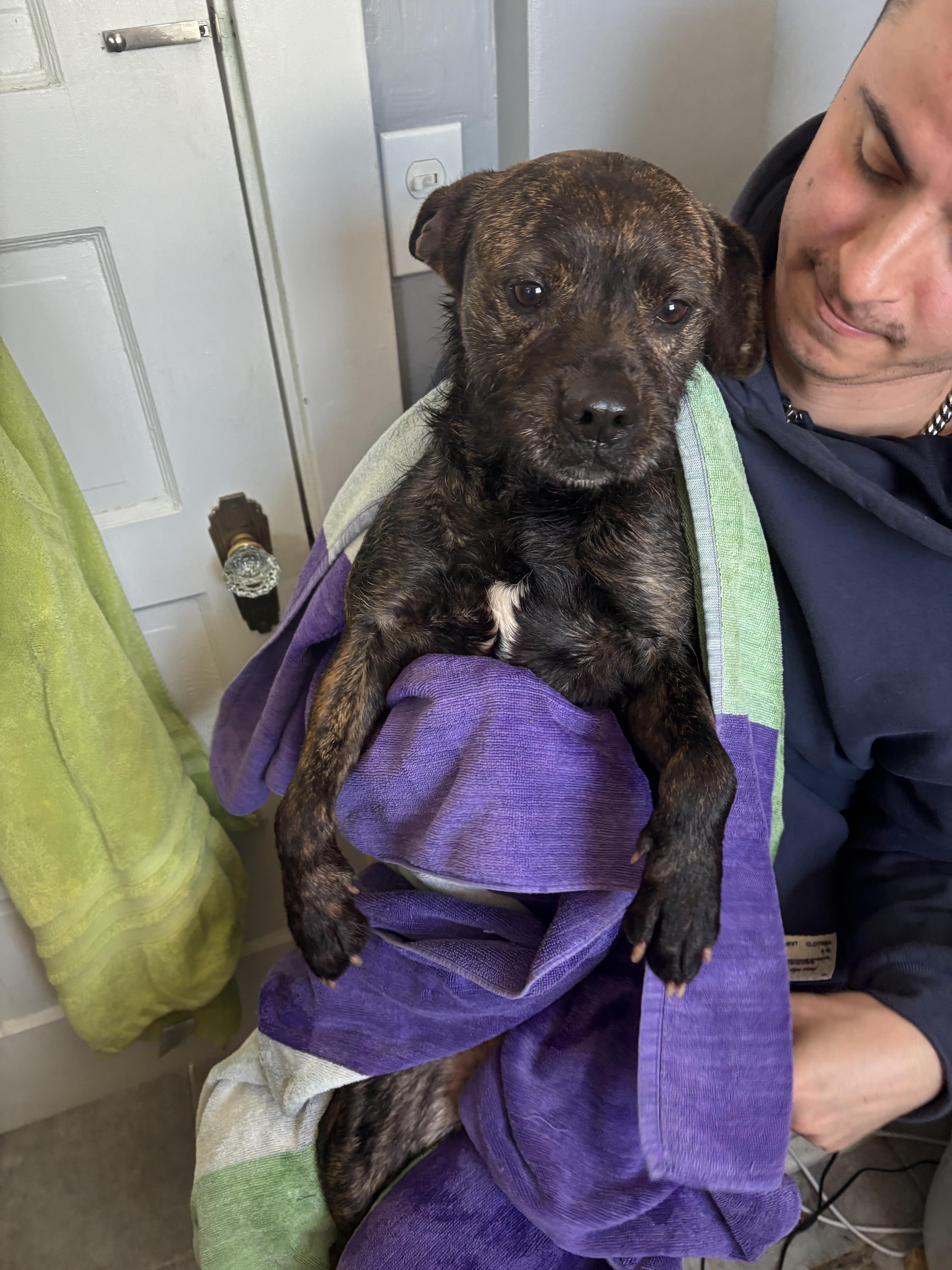 Flicker, a ADOPTABLE mixed breed in Peabody, MA image 3/5