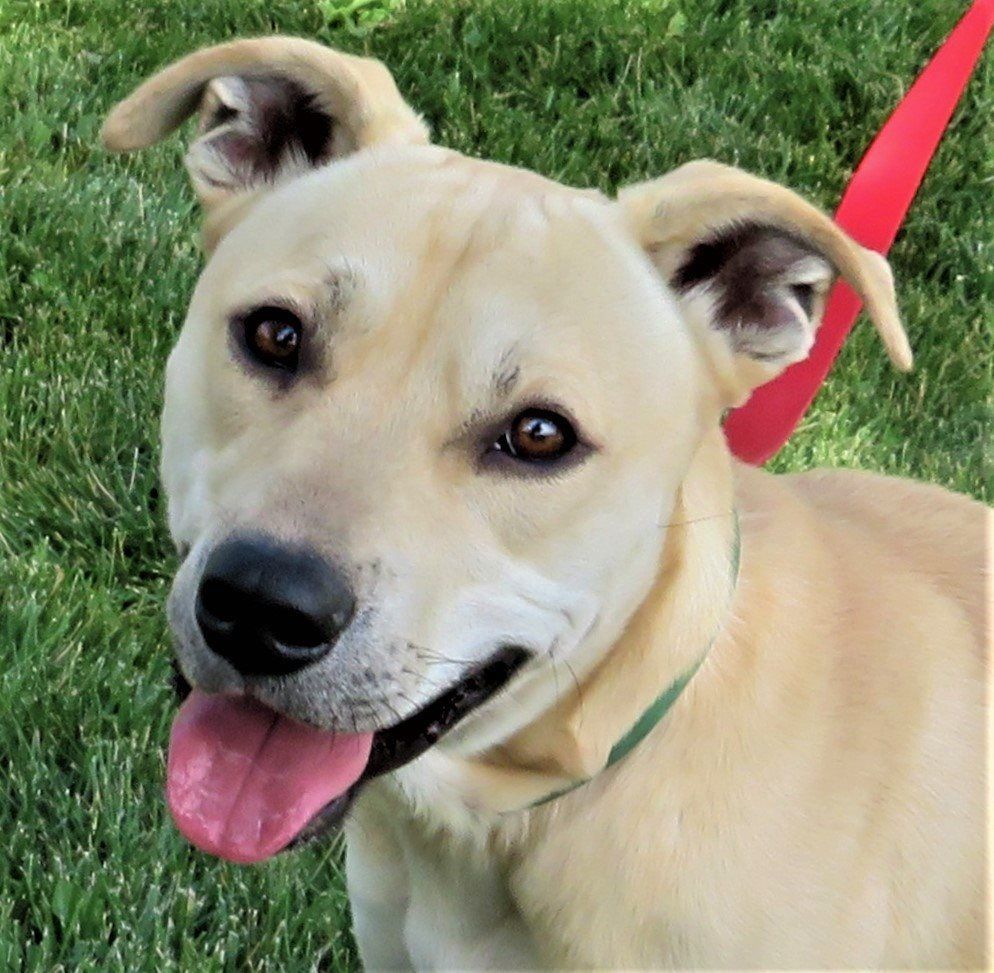 Enlarge Finn, a Adopted mixed breed in Estes Park, CO image 1/1