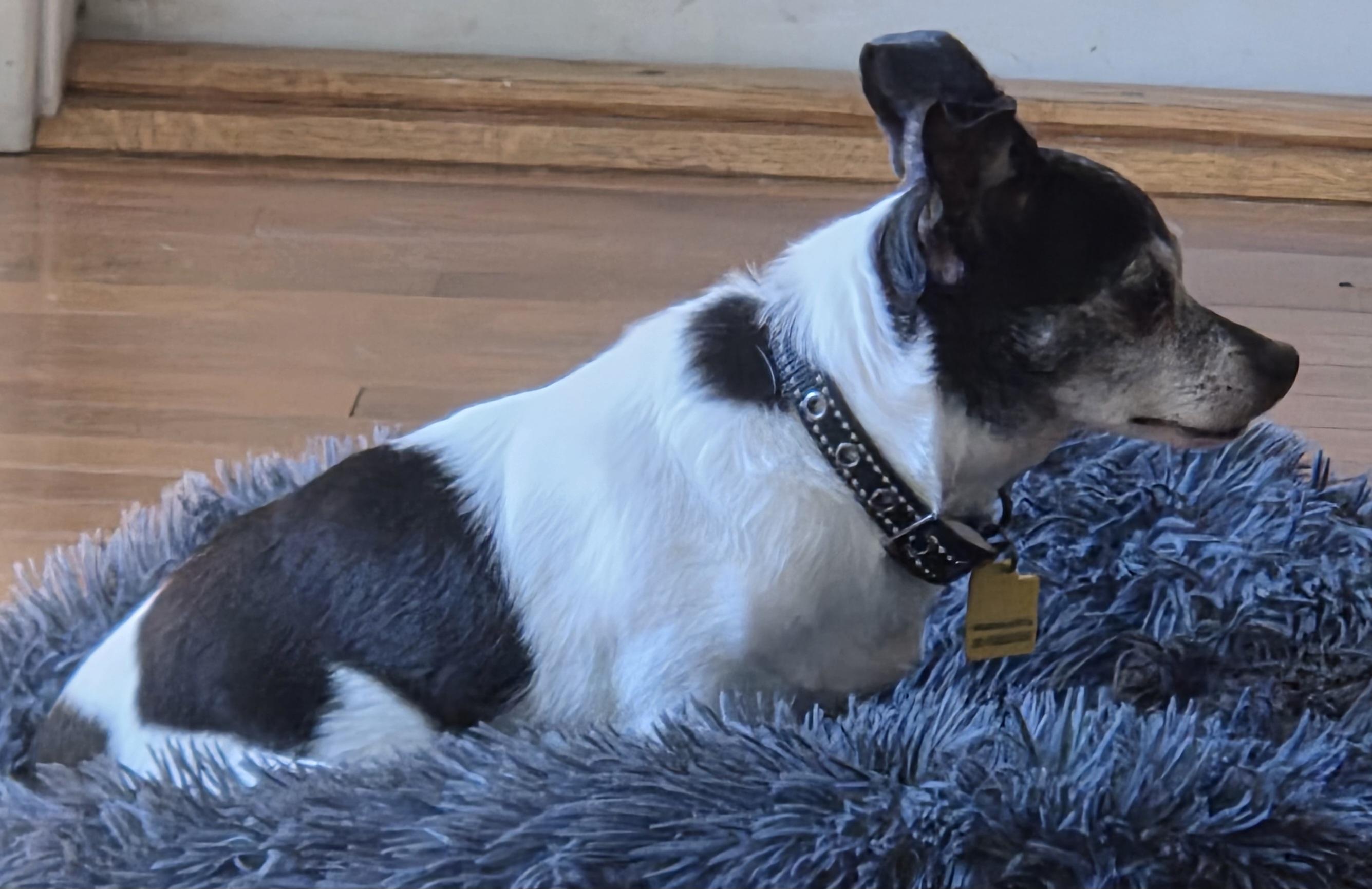 Bailey, a Adoptable Chihuahua in Durham, NC image 3/3