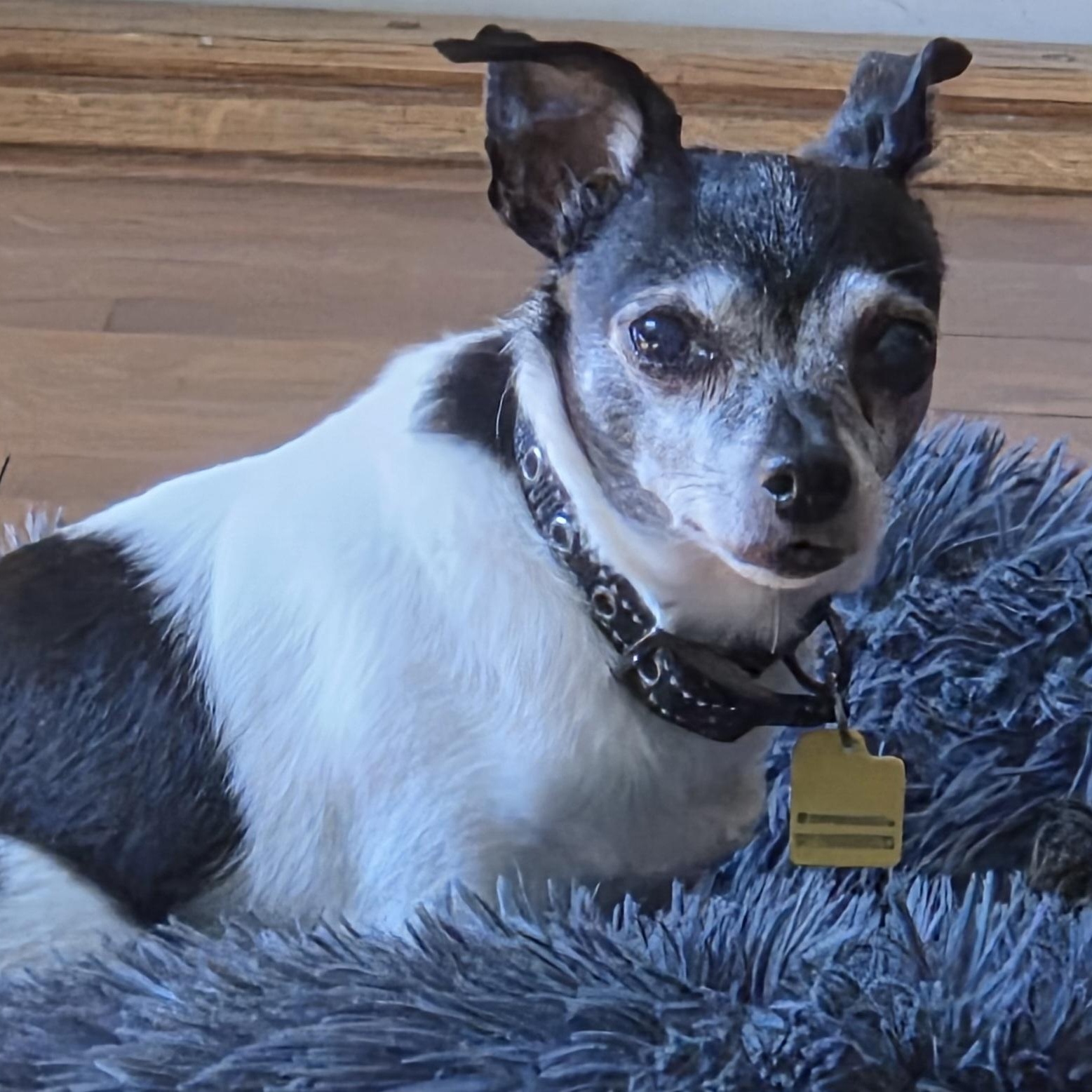 Bailey, Adoptable, Senior Female Chihuahua.