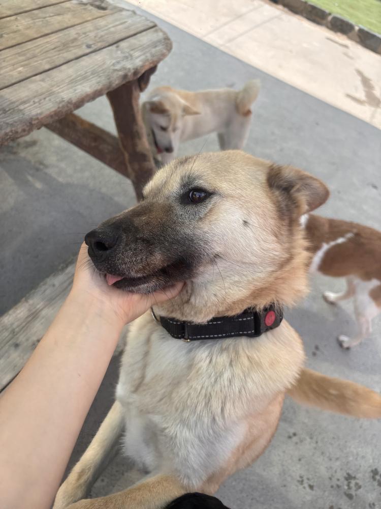 YARA, a Adoptable Jindo in Long Island City, NY image 1/3