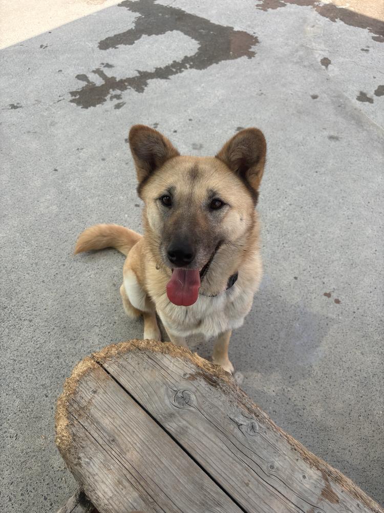 YARA, a Adoptable Jindo in Long Island City, NY image 2/3