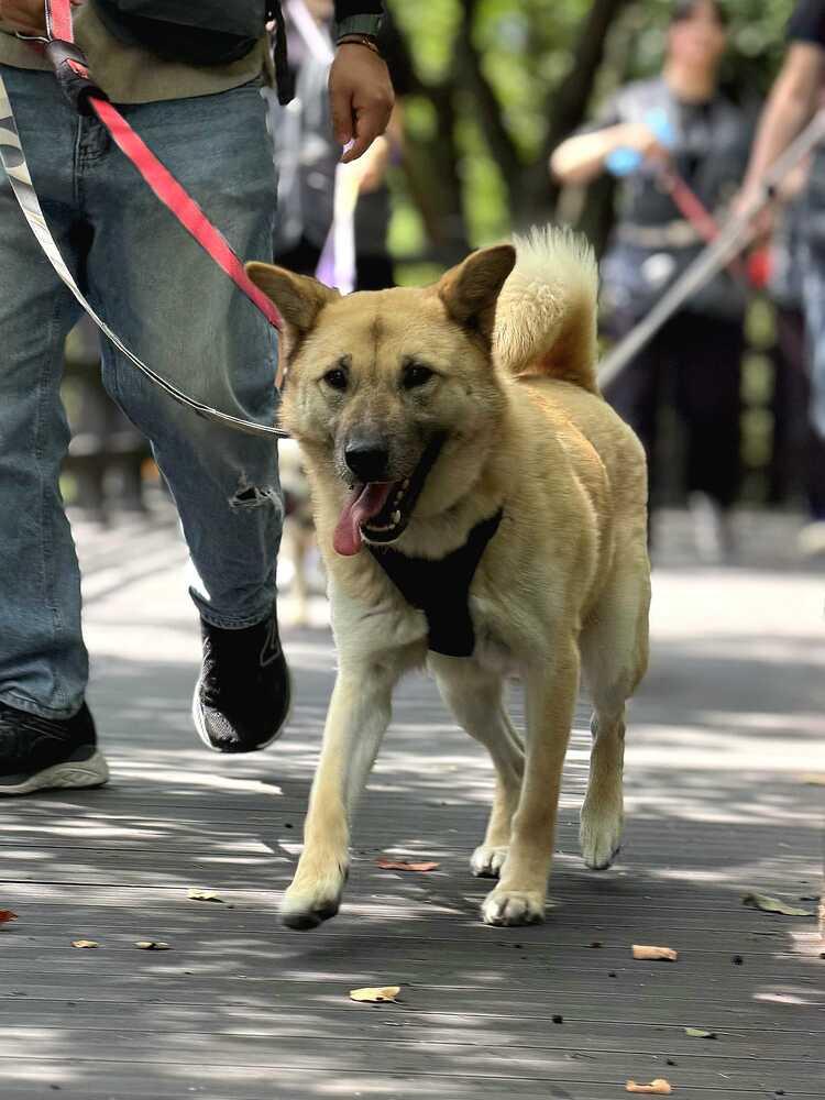 YARA, a Adoptable Jindo in Long Island City, NY image 3/5
