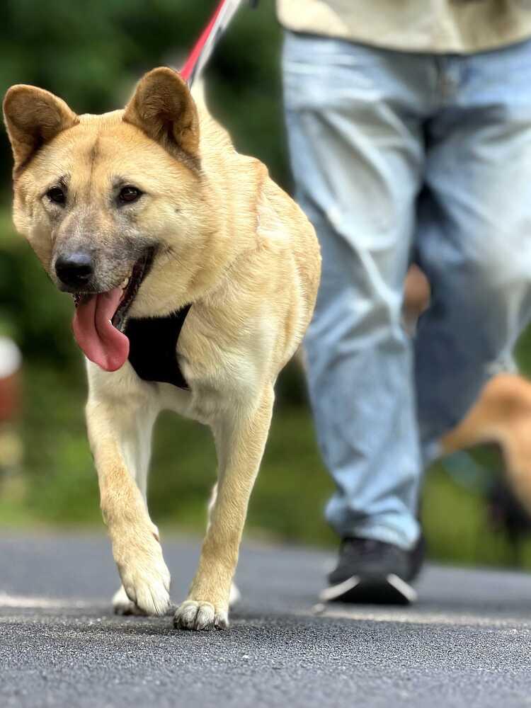 YARA, a Adoptable Jindo in Long Island City, NY image 4/5
