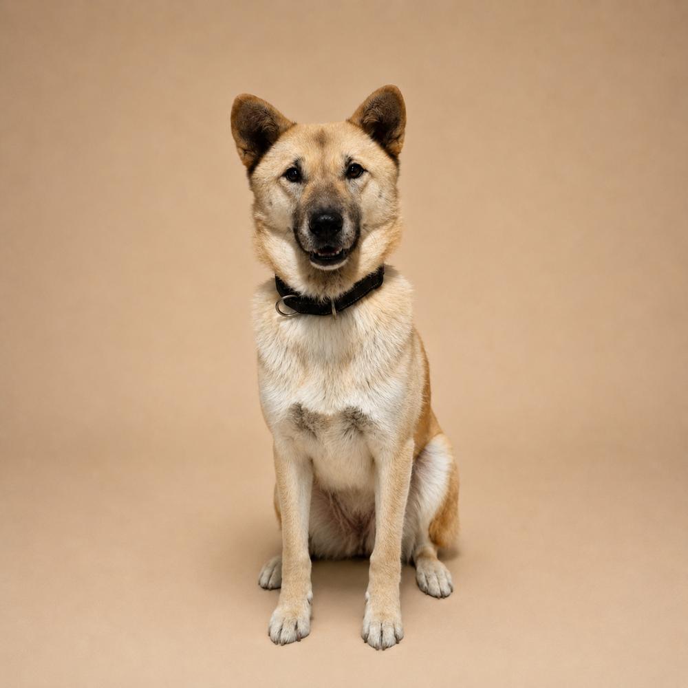 YARA, a Adoptable Jindo in Long Island City, NY image 5/5