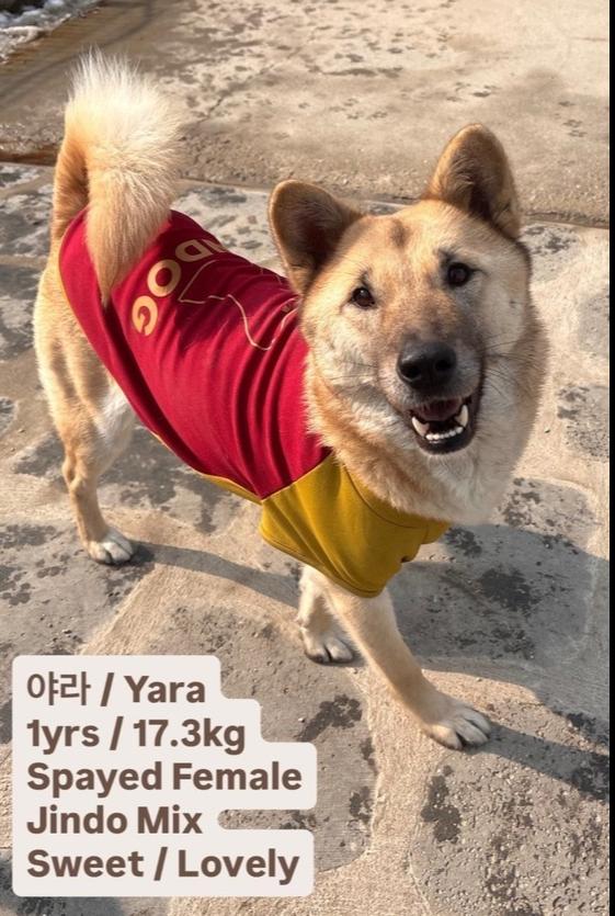 YARA, Adoptable, Young Female Jindo.