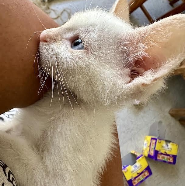 Boots (GS, CF) Siamese Cat