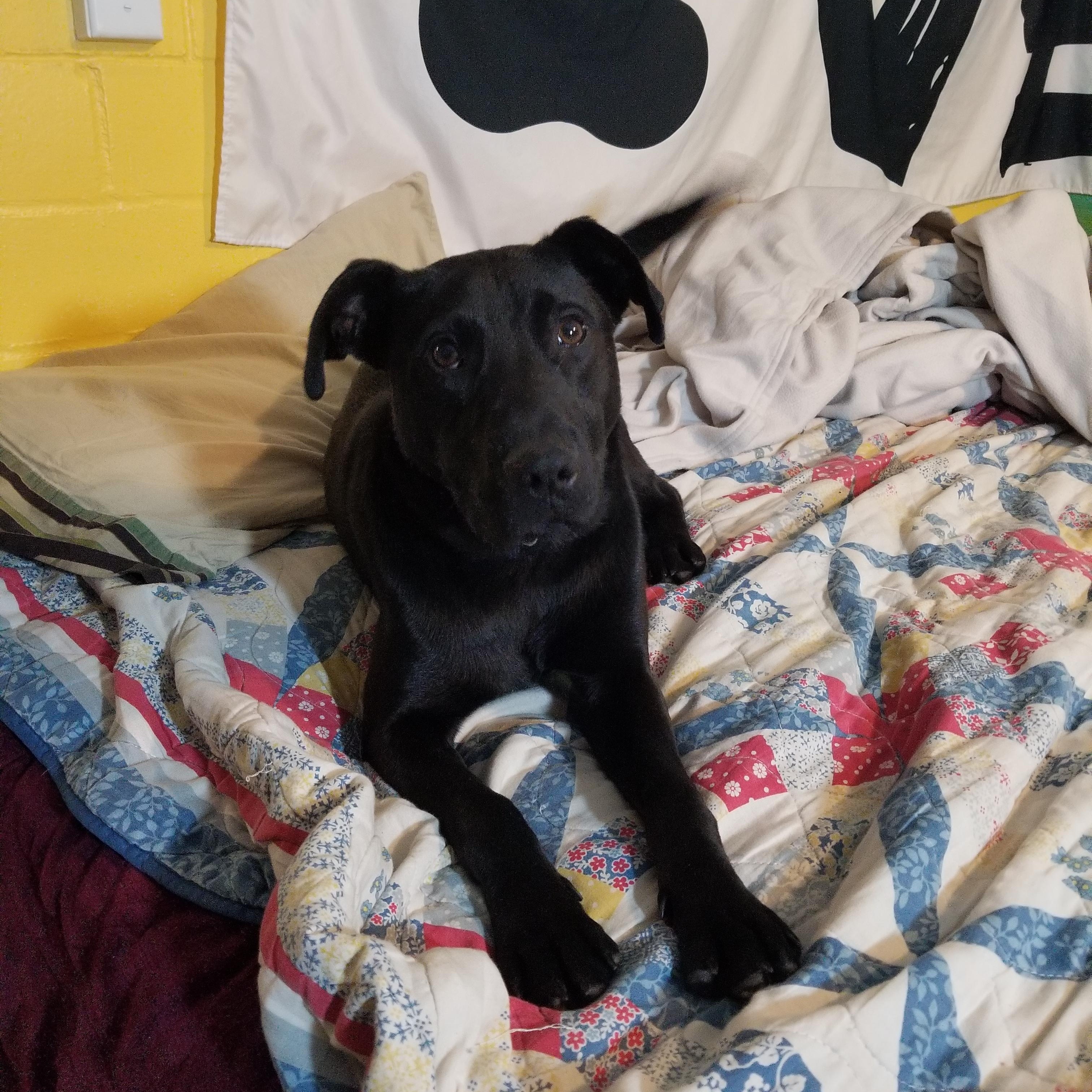 Dash photo 4