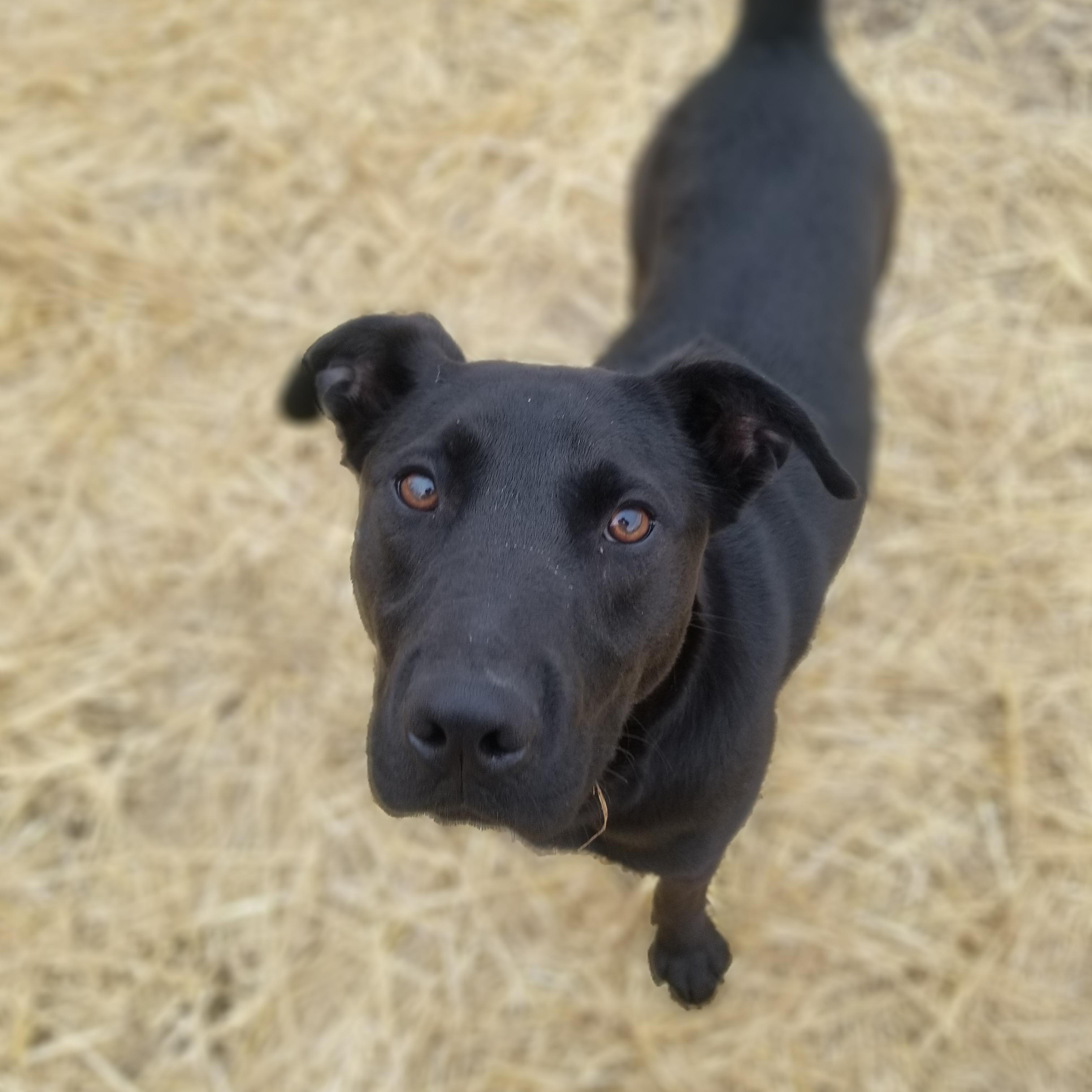 Dash, Young Male unknown