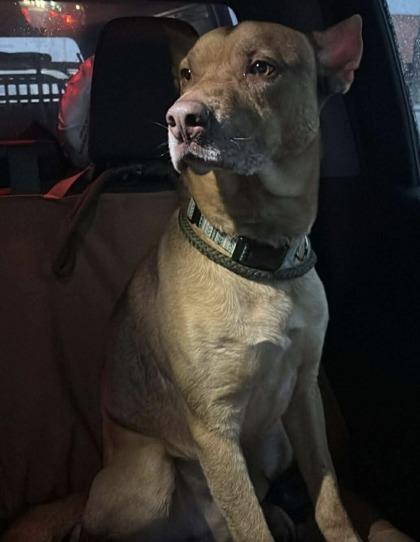 Buddy, Adoptable, Adult Male Mixed Breed & Mixed Breed.