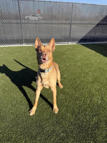 Buddy, Adoptable, Adult Male Mixed Breed & Mixed Breed.