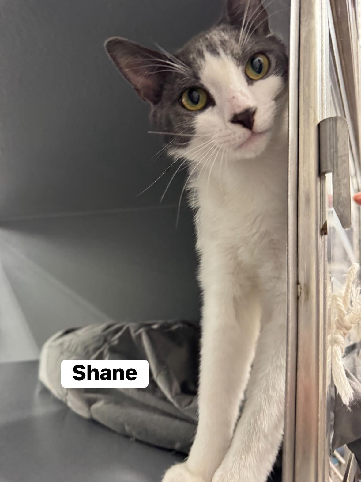 Enlarge Shane , a ADOPTABLE Domestic Short Hair in Staten Island, NY image 2/4