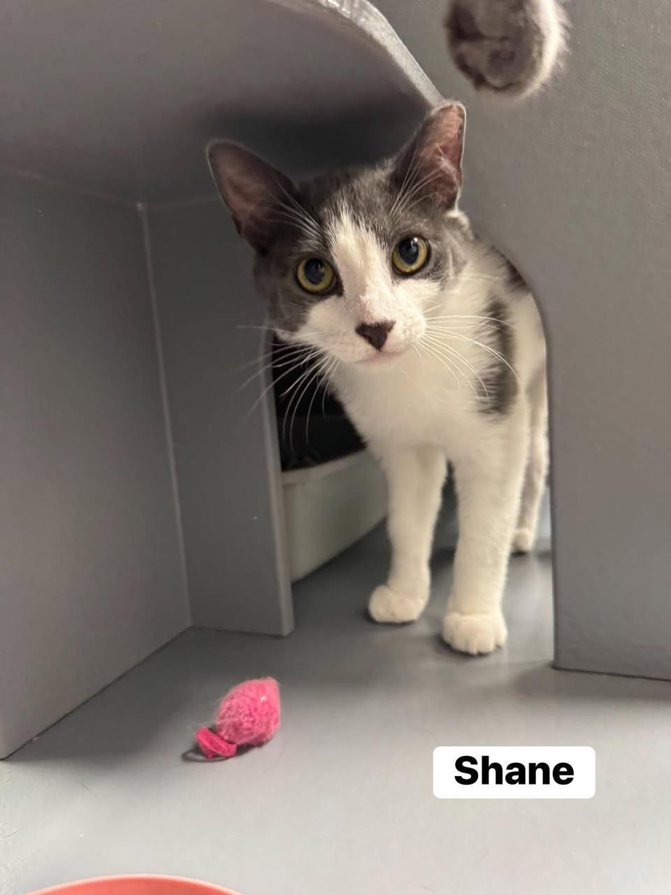 Enlarge Shane , a ADOPTABLE Domestic Short Hair in Staten Island, NY image 3/4