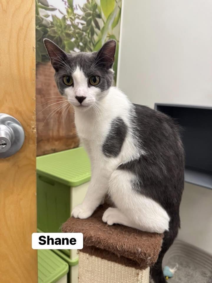 Enlarge Shane , a ADOPTABLE Domestic Short Hair in Staten Island, NY image 1/4