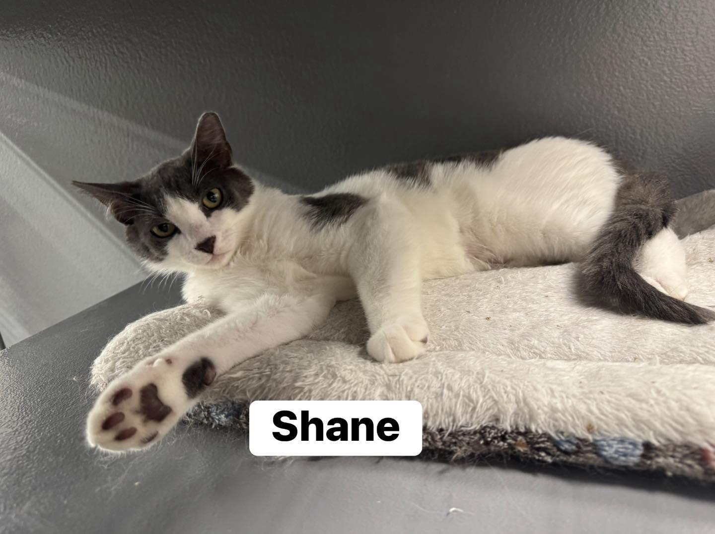 Enlarge Shane , a ADOPTABLE Domestic Short Hair in Staten Island, NY image 4/4