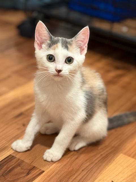 Sandy, a Adopted Domestic Short Hair in Crossville, TN image 1/3
