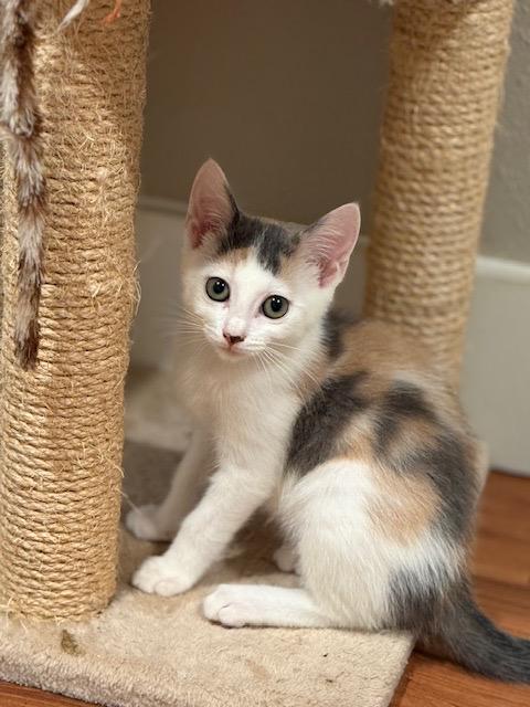 Sandy, a Adopted Domestic Short Hair in Crossville, TN image 2/3