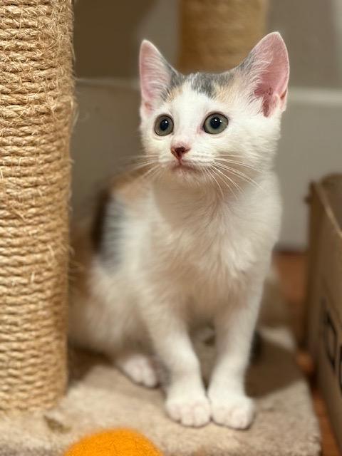 Sandy, a Adopted Domestic Short Hair in Crossville, TN image 3/3