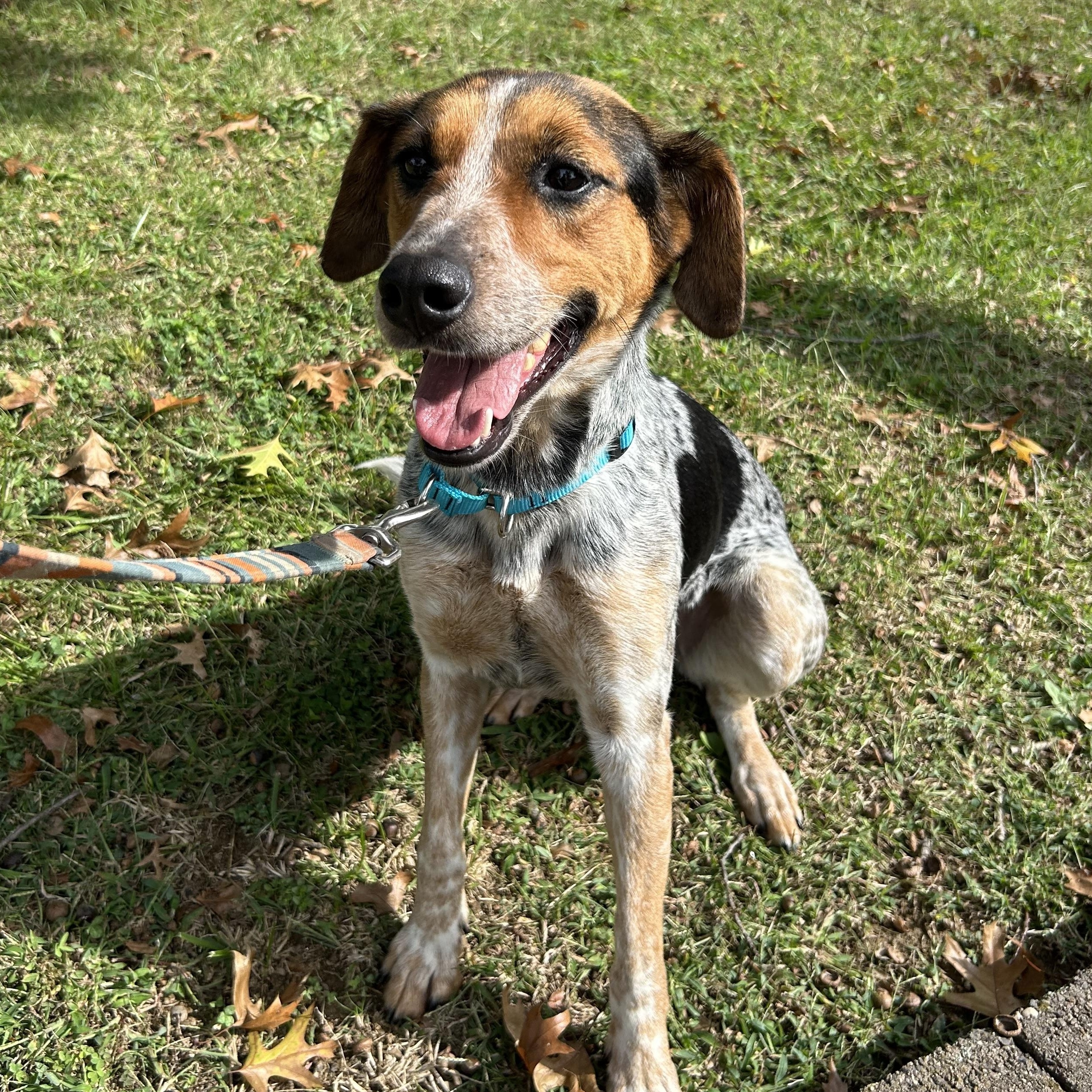 Enlarge Penny “June Bug”, a Adopted mixed breed in West Grove, PA image 3/3