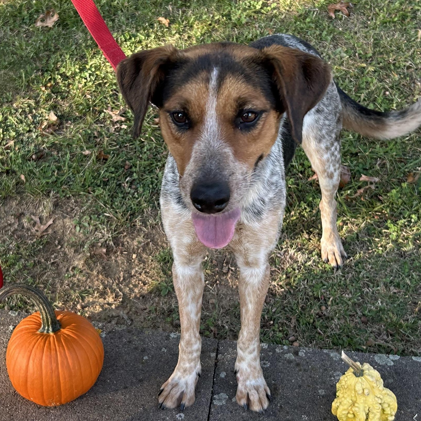 Penny “June Bug”, Adopted, Young Female Bluetick Coonhound.