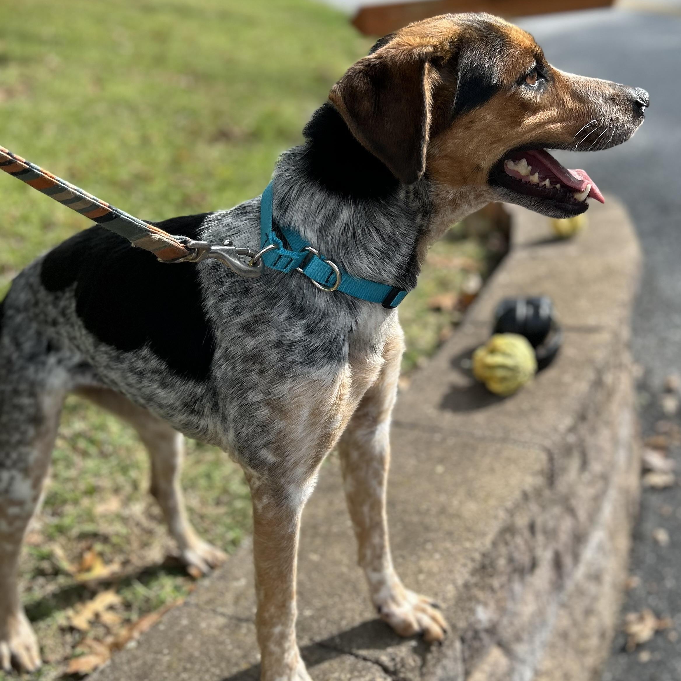 Enlarge Penny “June Bug”, a Adopted mixed breed in West Grove, PA image 2/3
