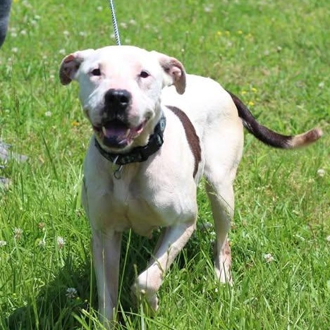 Juno - Waived Adoption Fee