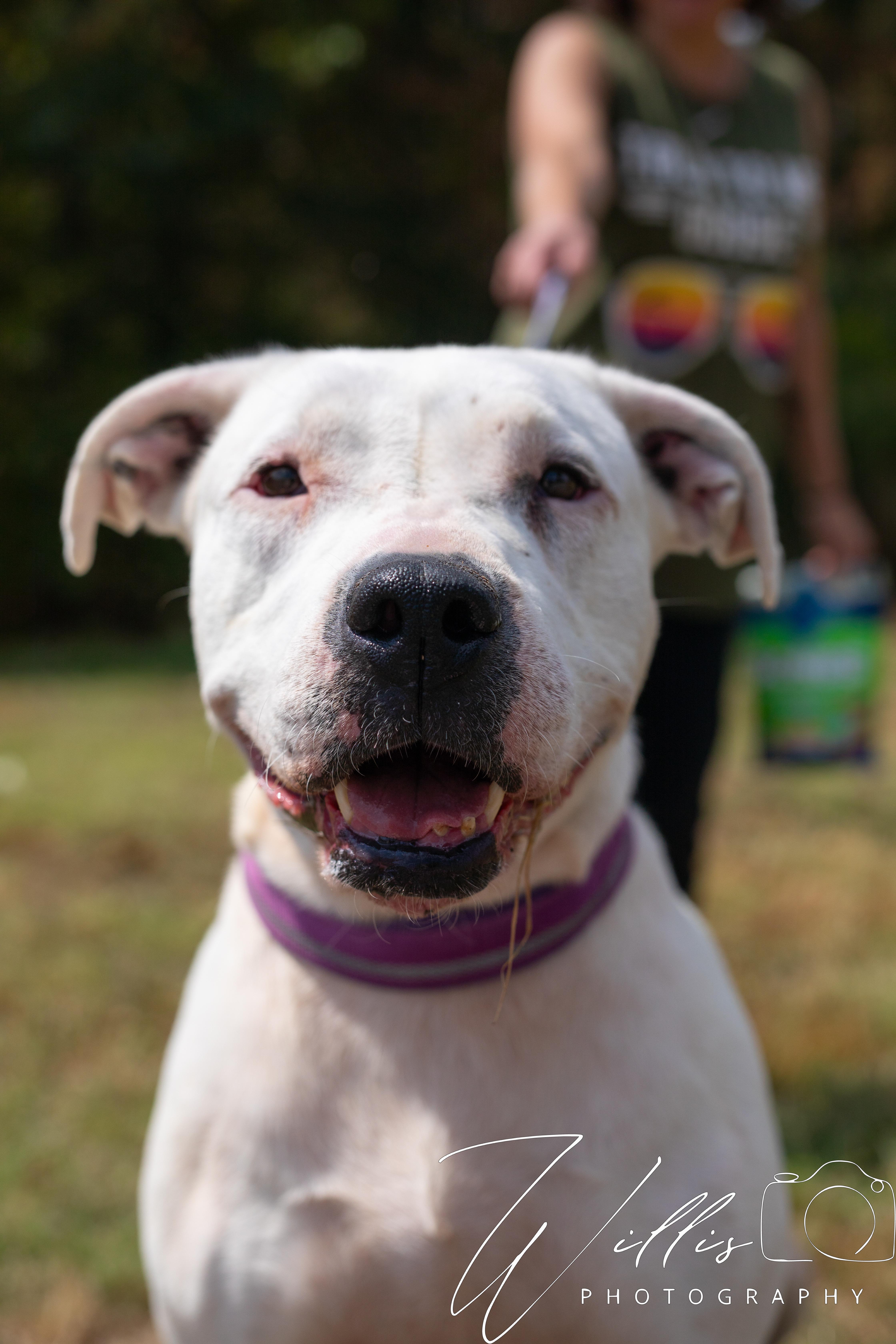 Juno - Waived Adoption Fee