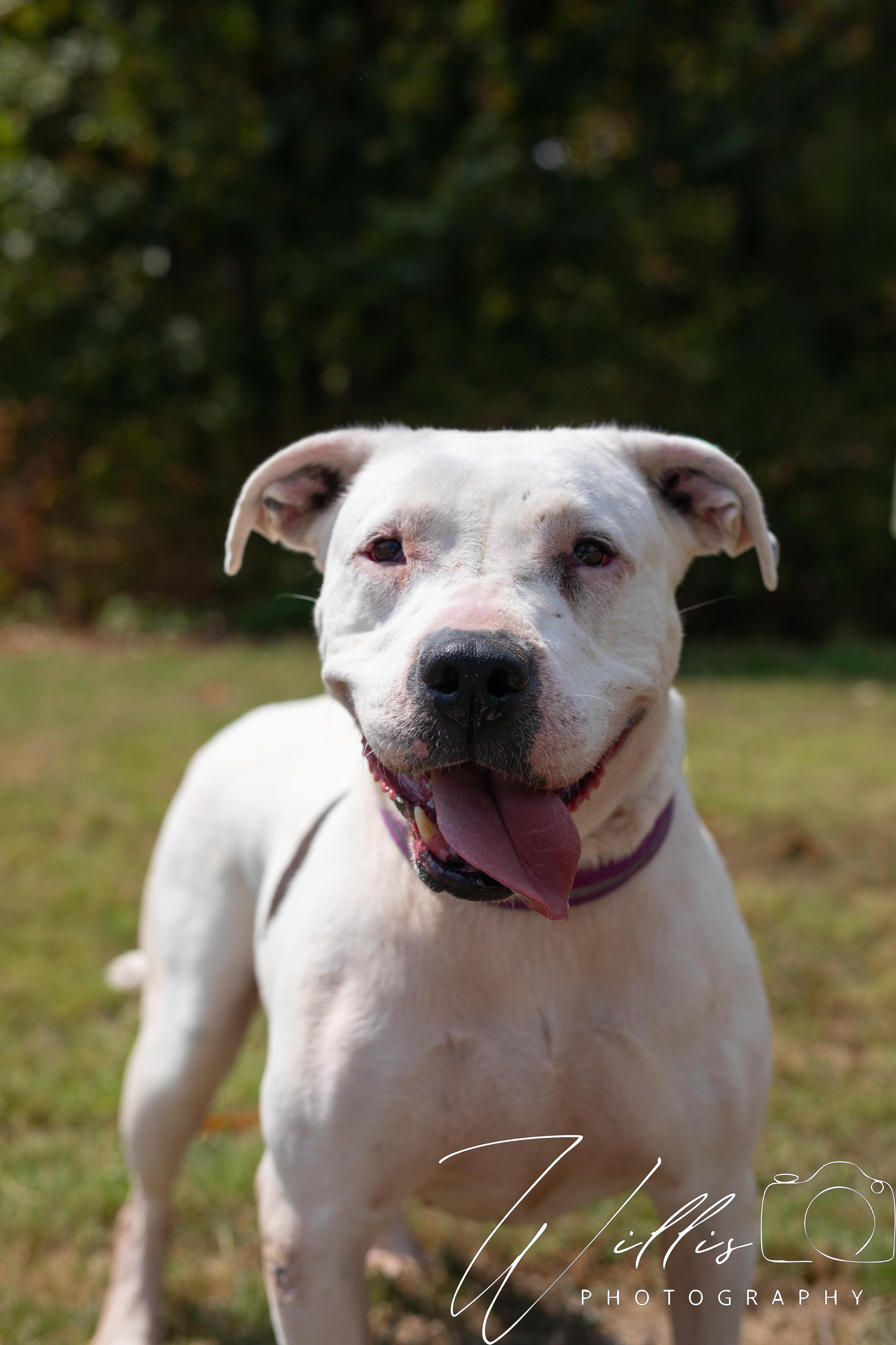 Juno - Waived Adoption Fee