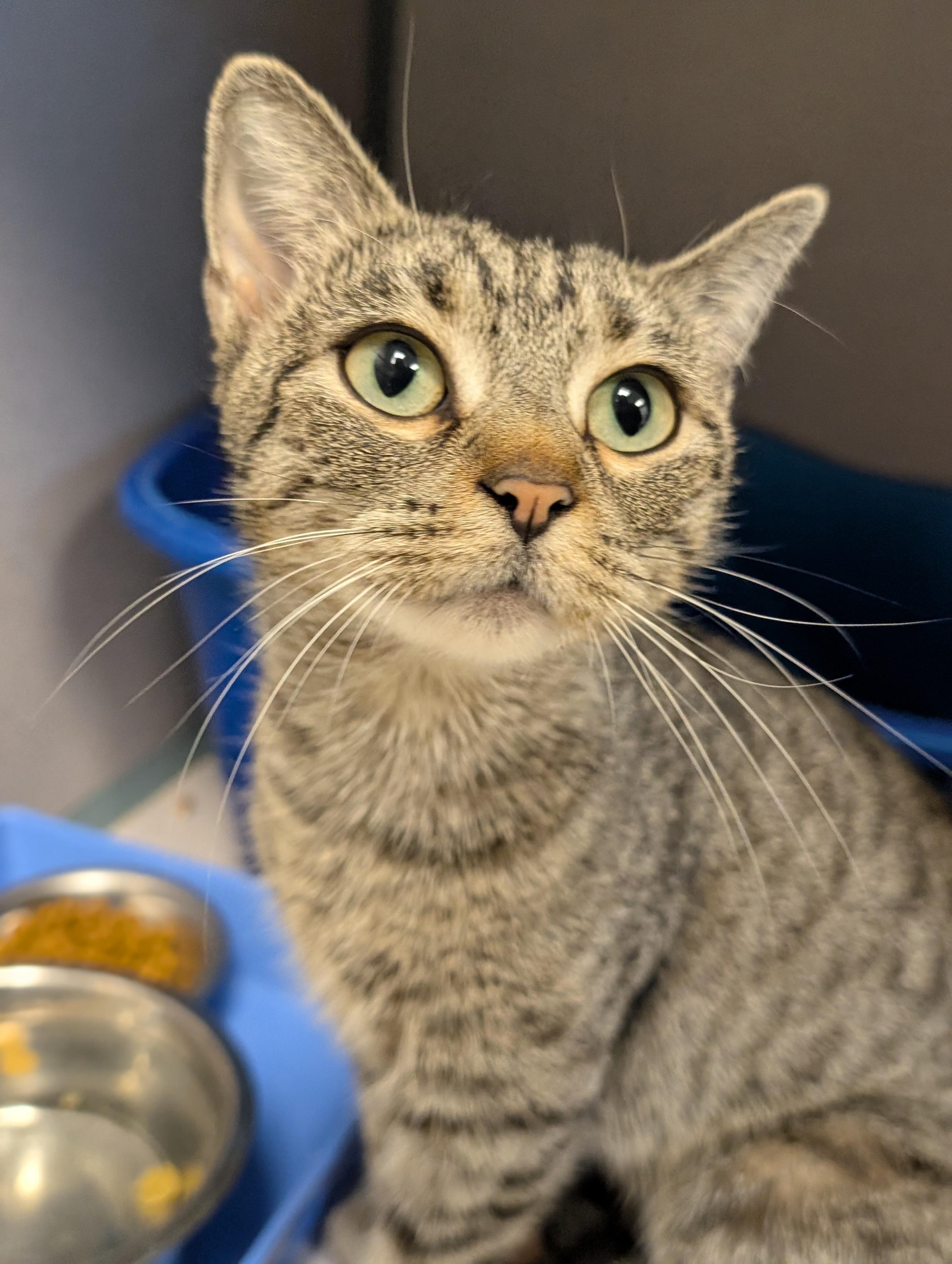 Enlarge Lysandra- Located @ PetSmart Near Lindale Mall, a ADOPTABLE Domestic Short Hair in Cedar Rapids, IA image 2/2