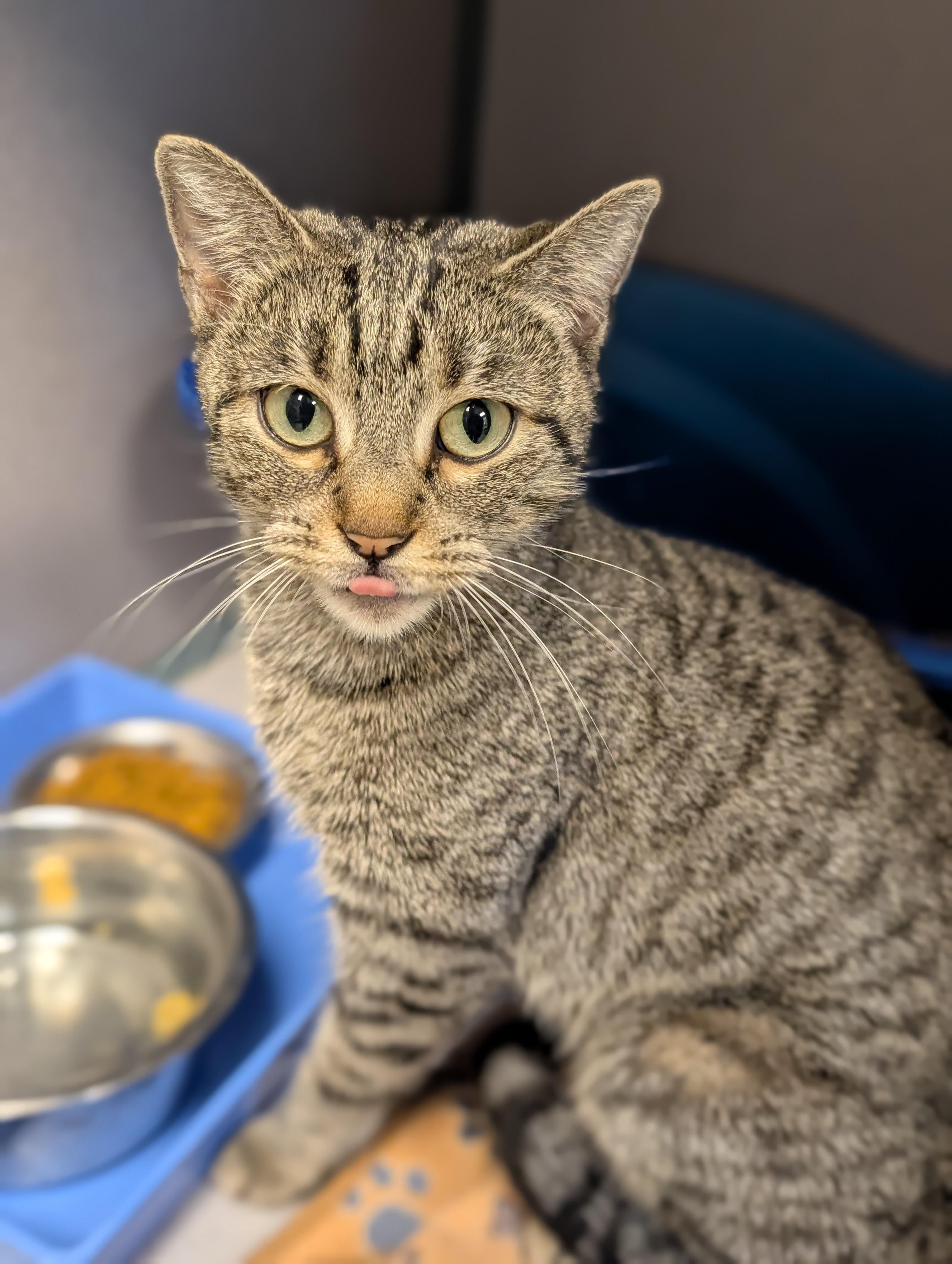 Enlarge Lysandra- Located @ PetSmart Near Lindale Mall, a ADOPTABLE Domestic Short Hair in Cedar Rapids, IA image 1/2
