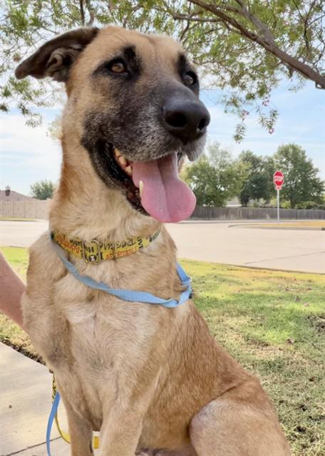 Enlarge SHELIA, a Adoptable mixed breed in Grand Prairie, TX image 1/1