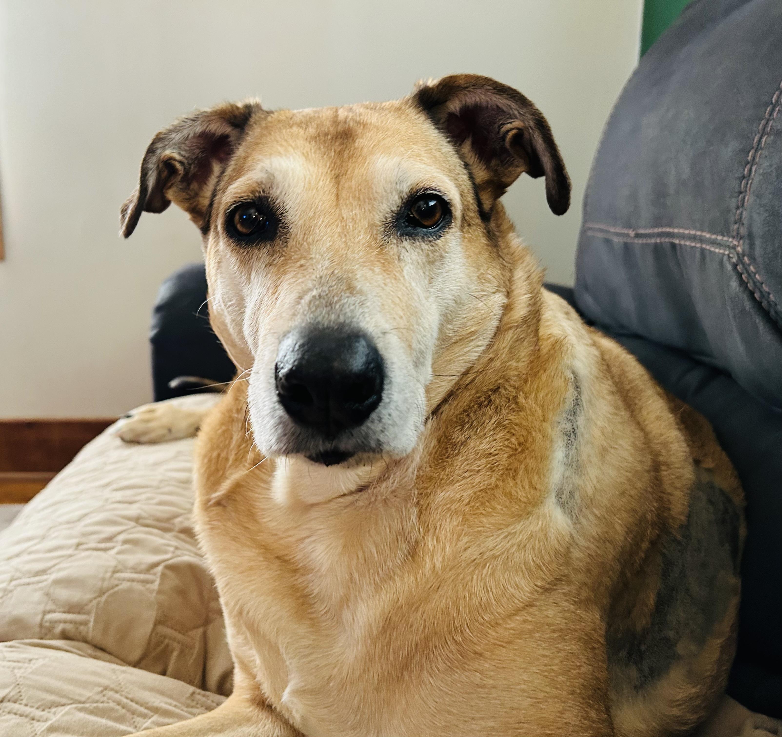 Doris, an adopted mixed breed in Spencer, IA image 2/4