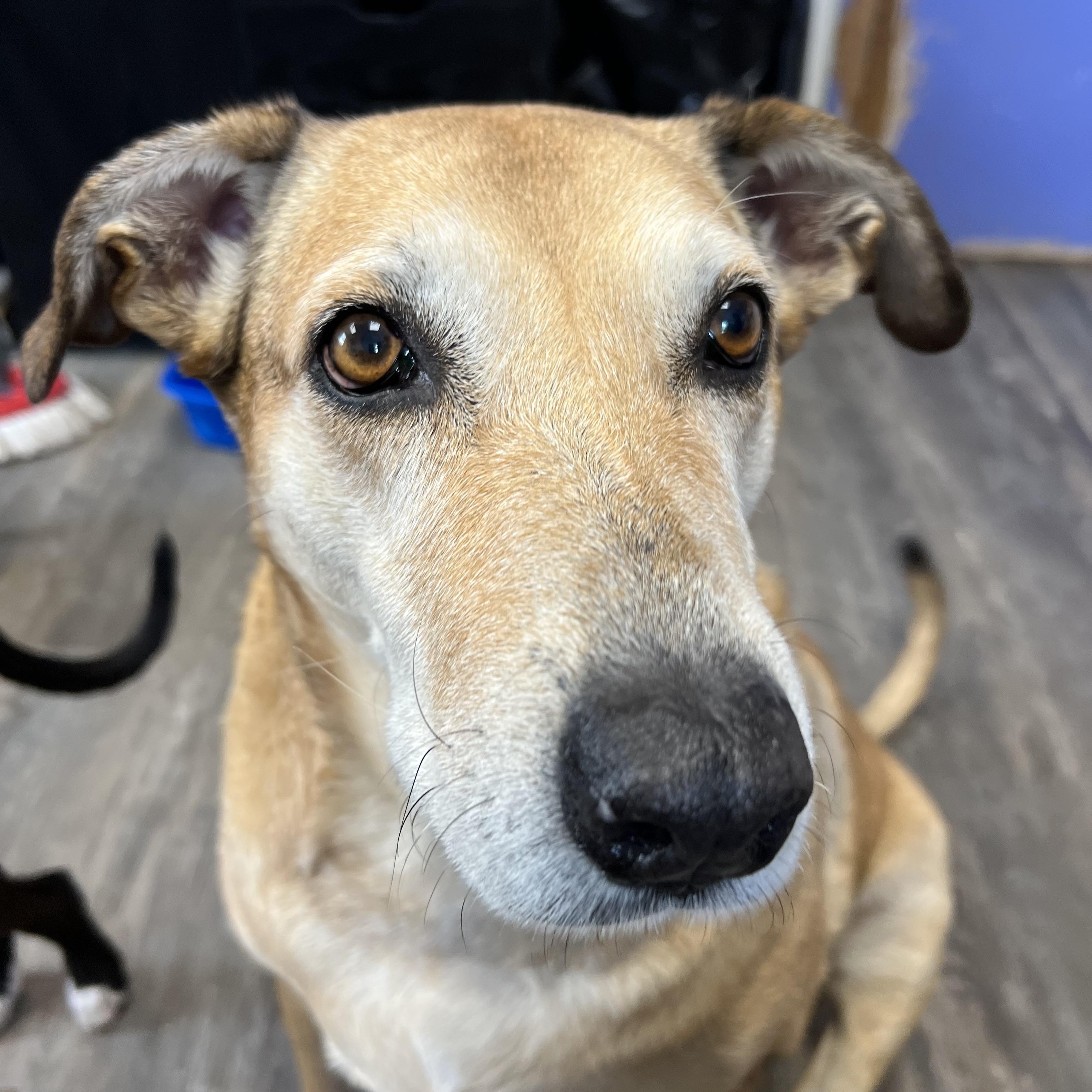 Doris, an adopted mixed breed in Spencer, IA image 3/4