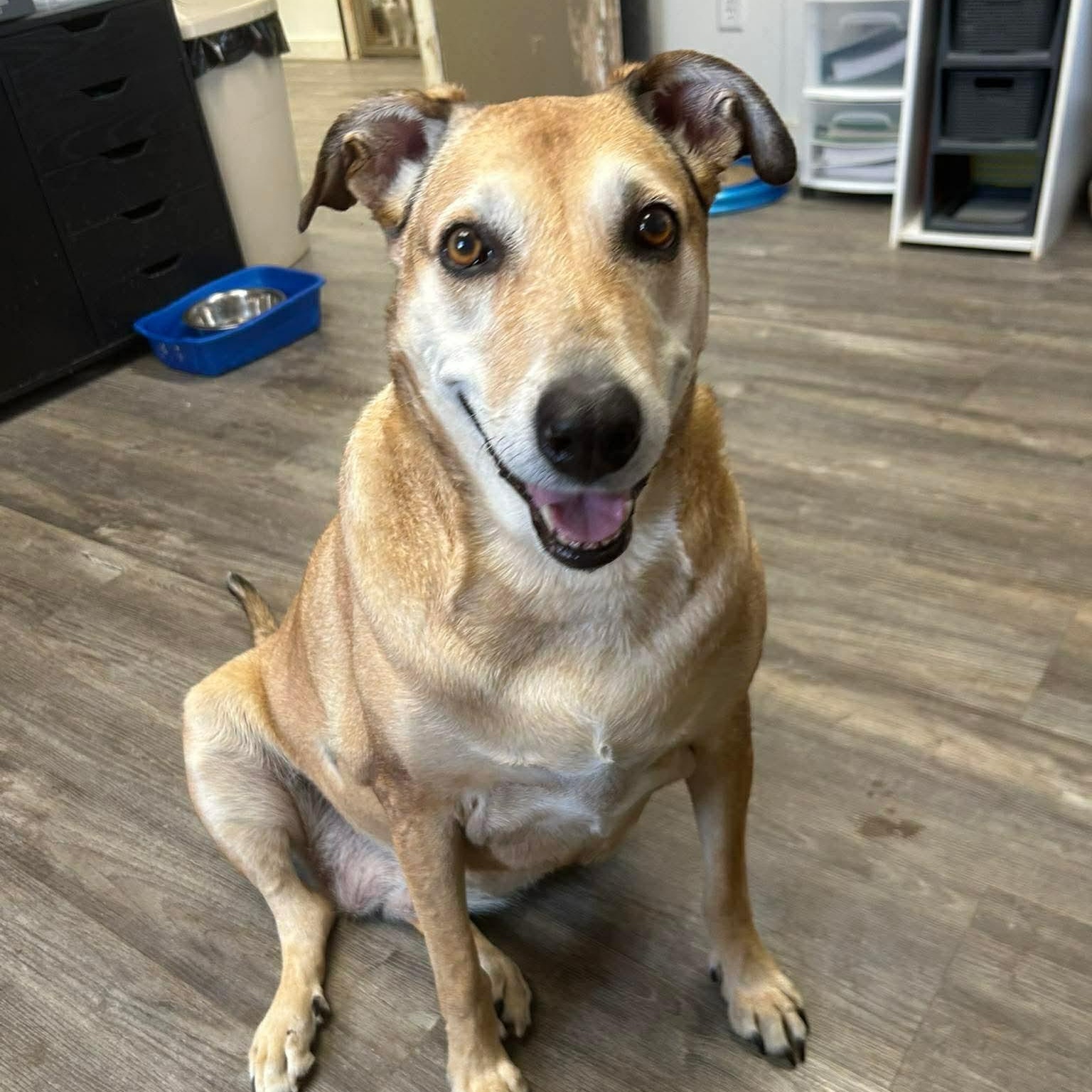 Doris, an adopted mixed breed in Spencer, IA image 1/4
