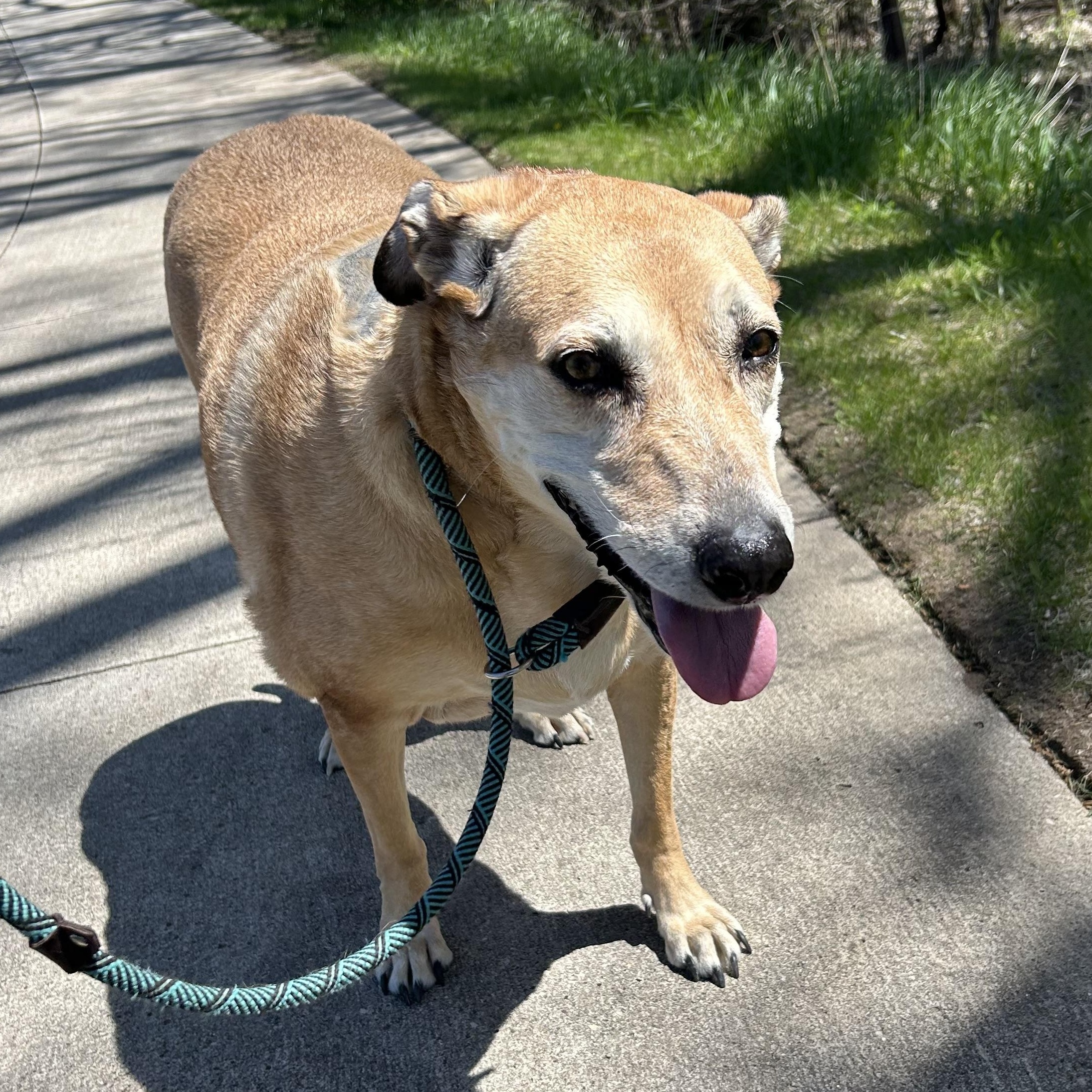 Doris, an adopted mixed breed in Spencer, IA image 4/4
