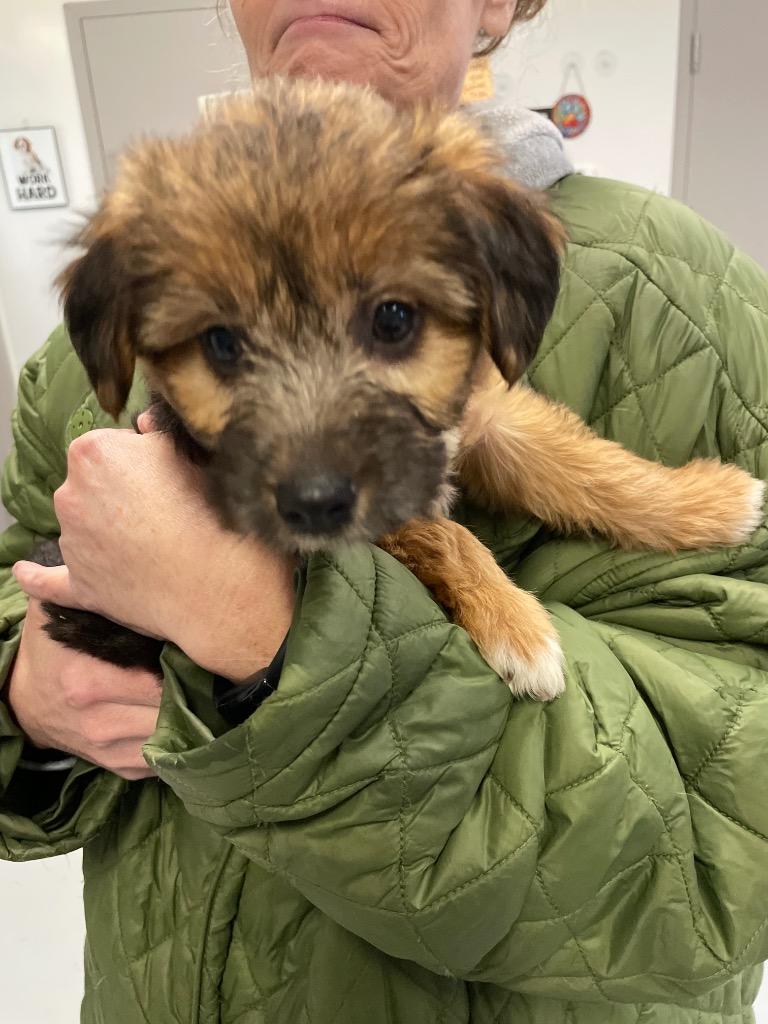 Nettie, Adopted, Puppy Female Terrier.