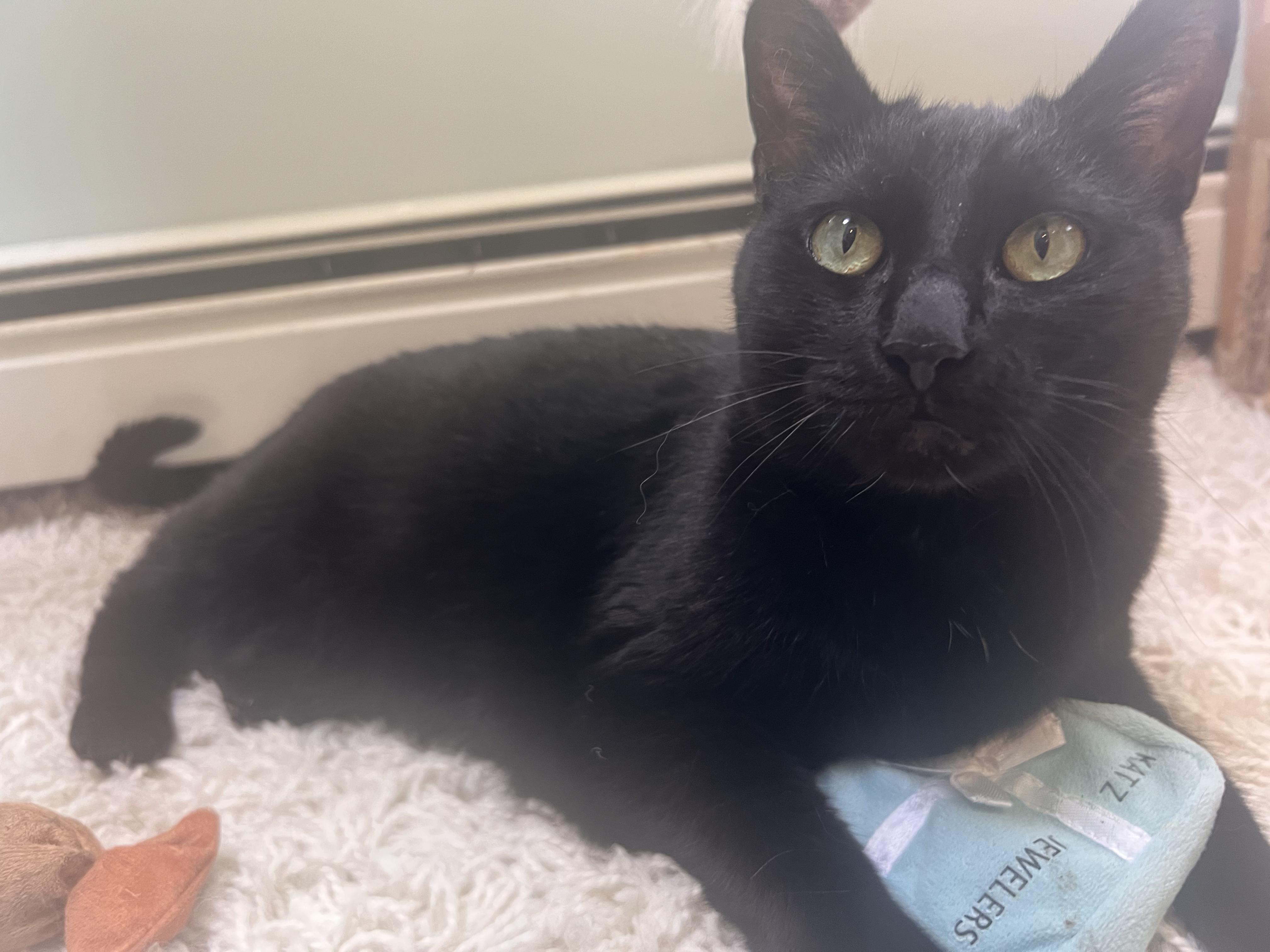 Nisha, ADOPTABLE, Young Female Domestic Short Hair.