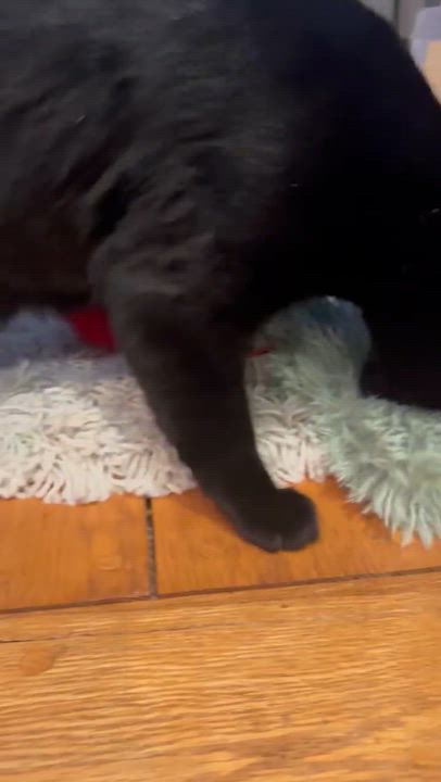 Enlarge Nisha, a ADOPTABLE Domestic Short Hair in Kennebunk , ME video 2/4