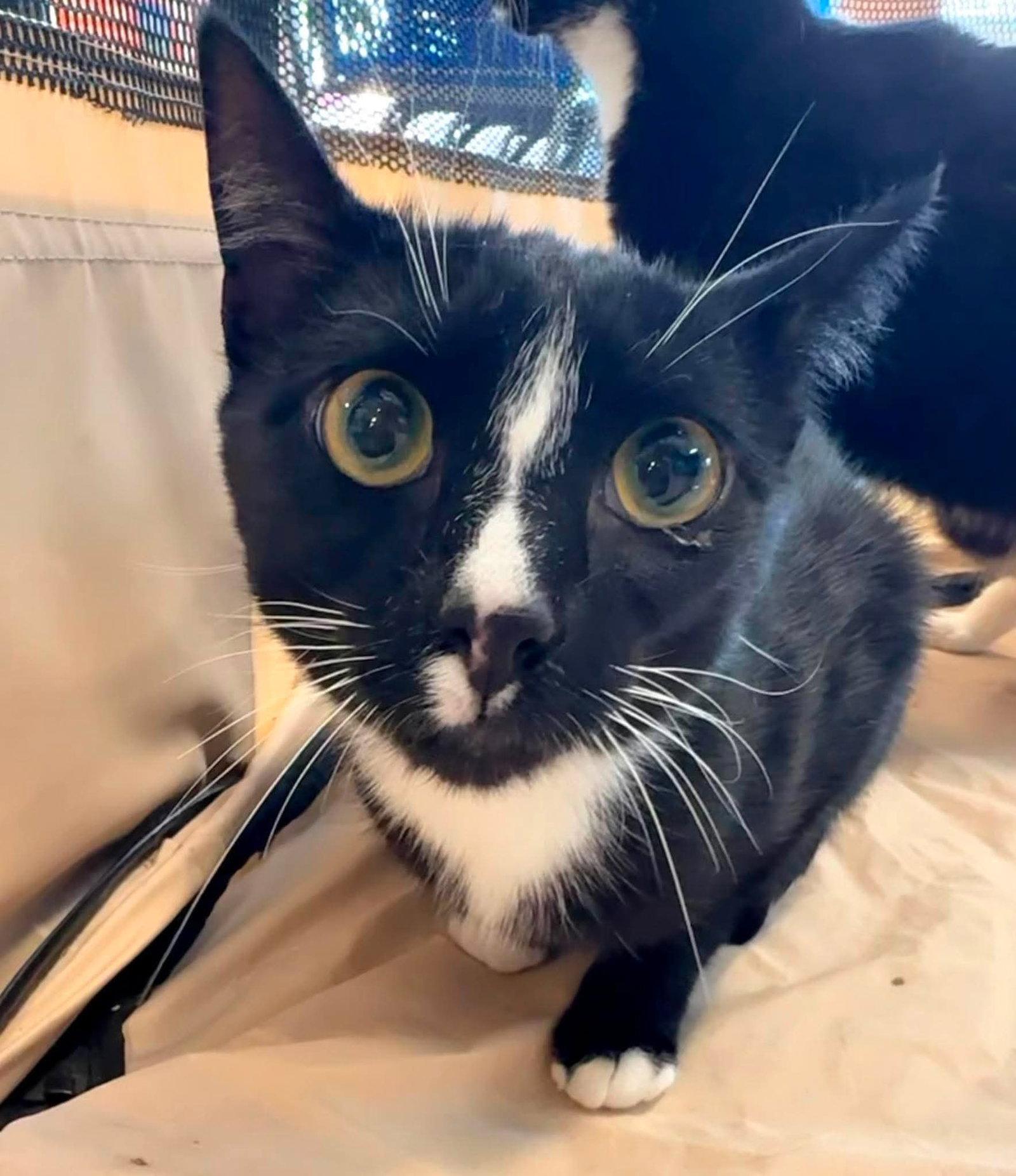Kenny, Adoptable, Young Male Domestic Short Hair.