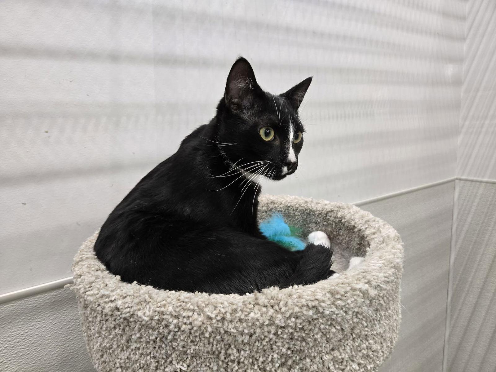 Kenny, Adoptable, Young Male Domestic Short Hair.