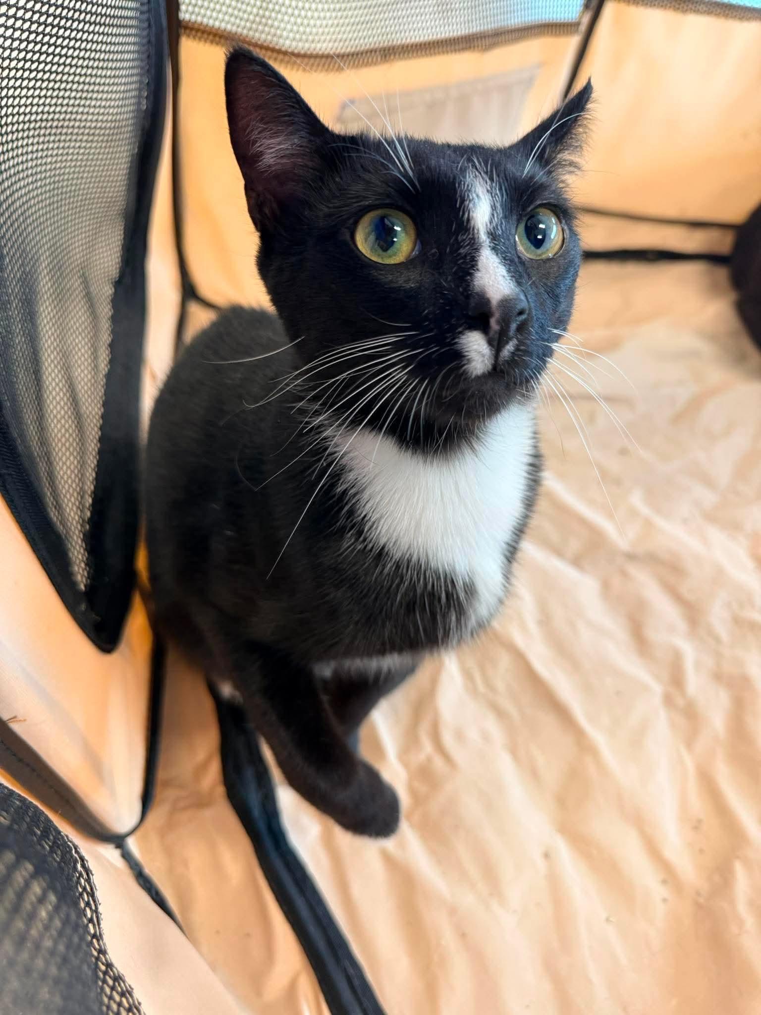 Kenny, a Adoptable Domestic Short Hair in Roxboro, NC image 2/3