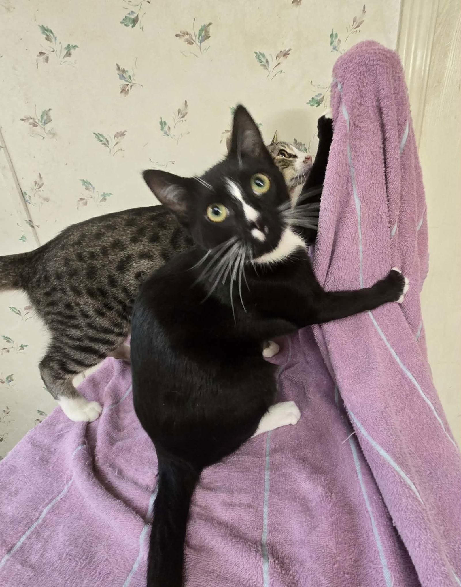 Enlarge Kenny, a Adoptable Domestic Short Hair in Roxboro, NC image 2/3