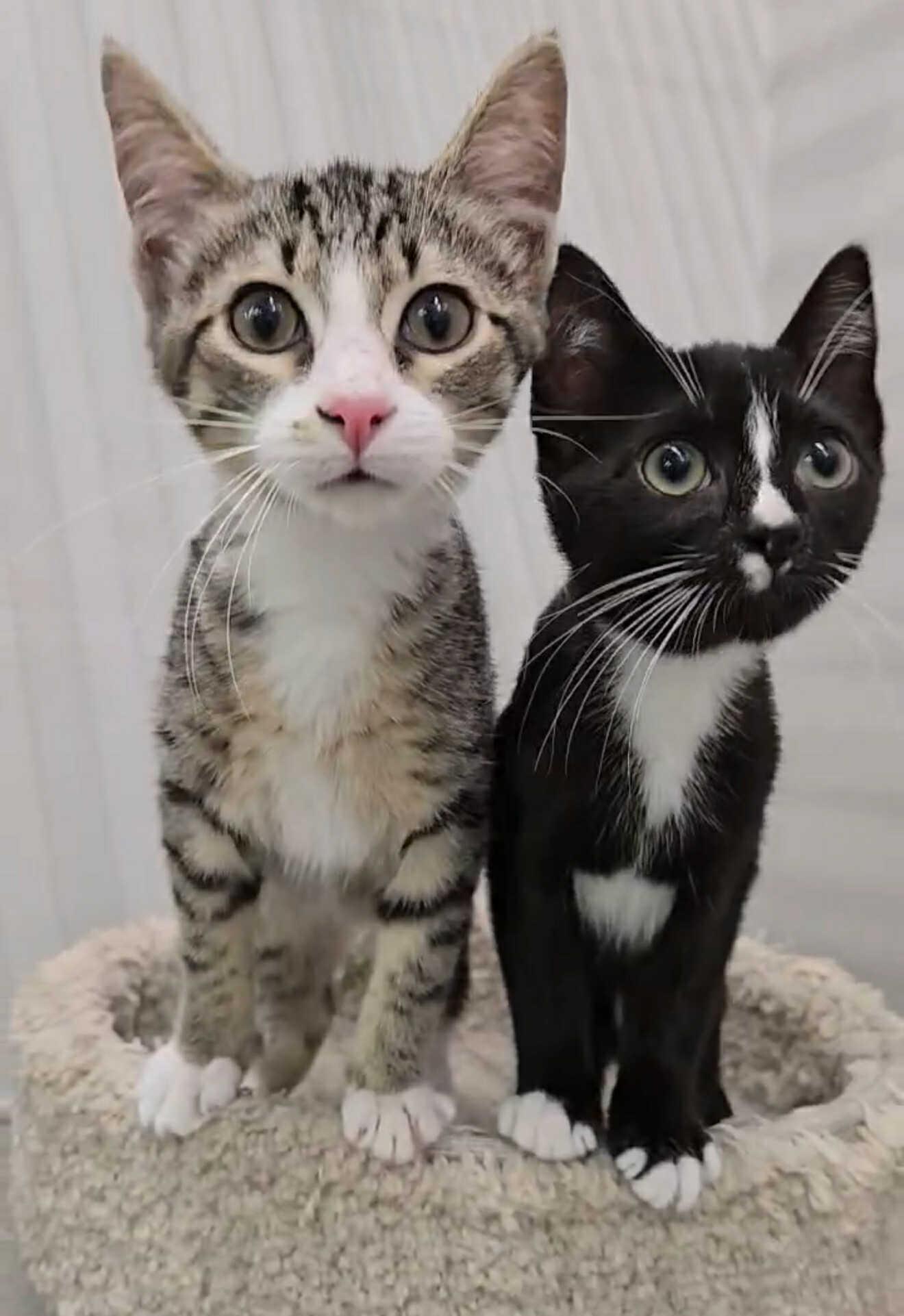 Kenny, Adoptable, Young Male Domestic Short Hair.