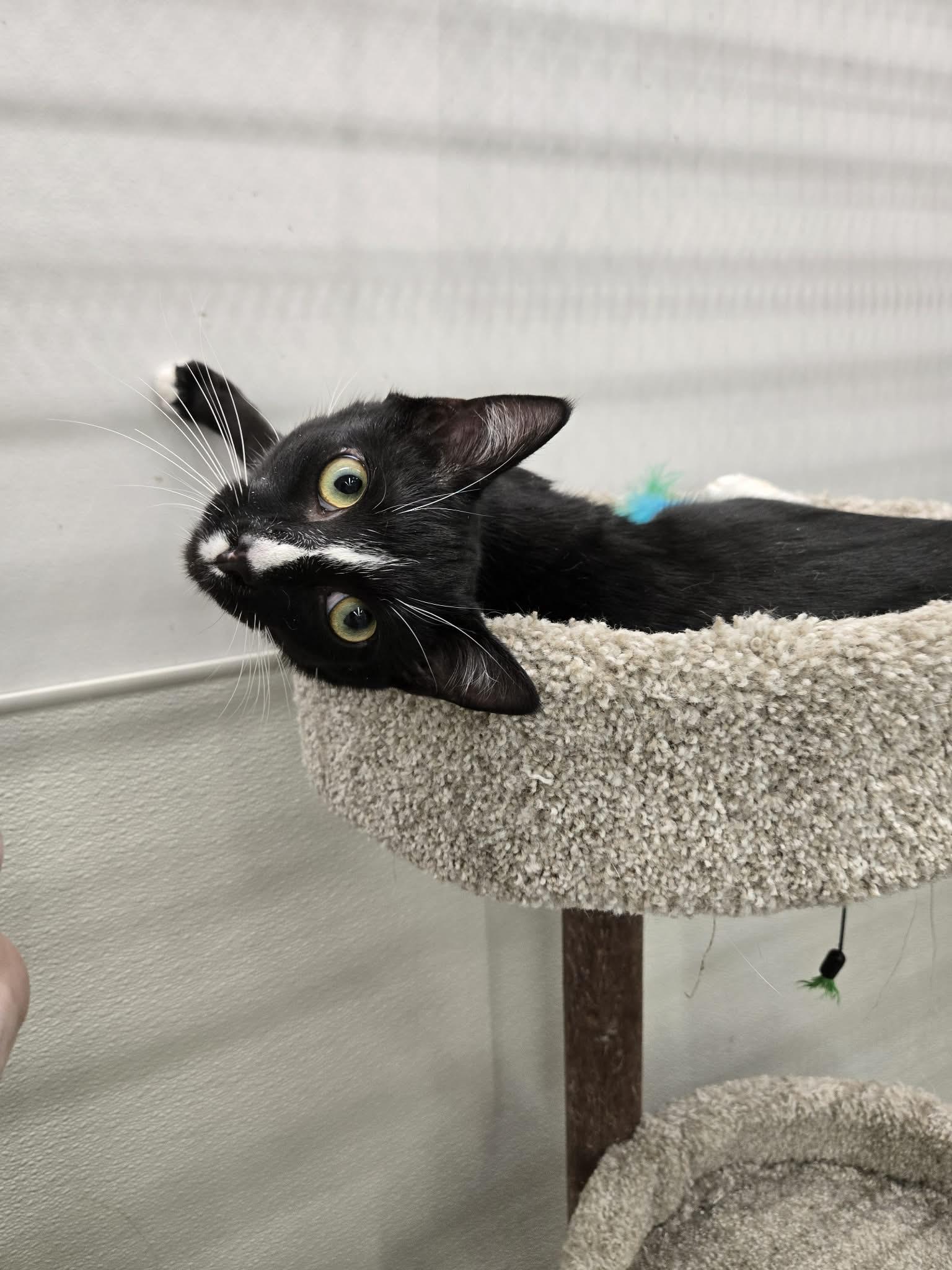 Enlarge Kenny, a Adoptable Domestic Short Hair in Roxboro, NC image 3/3